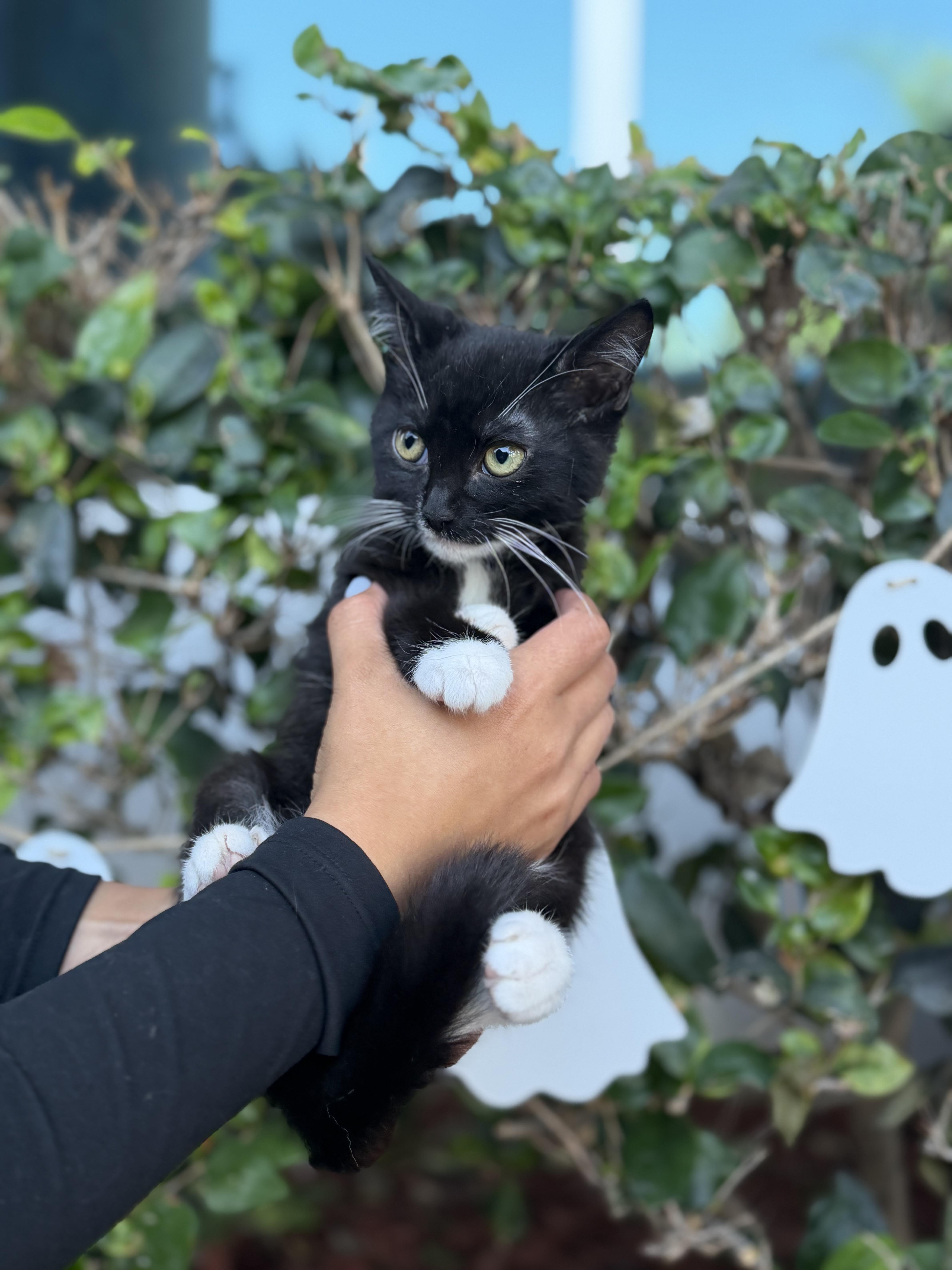 Enlarge Fish, a Adoptable Tuxedo in South El Monte, CA image 2/4