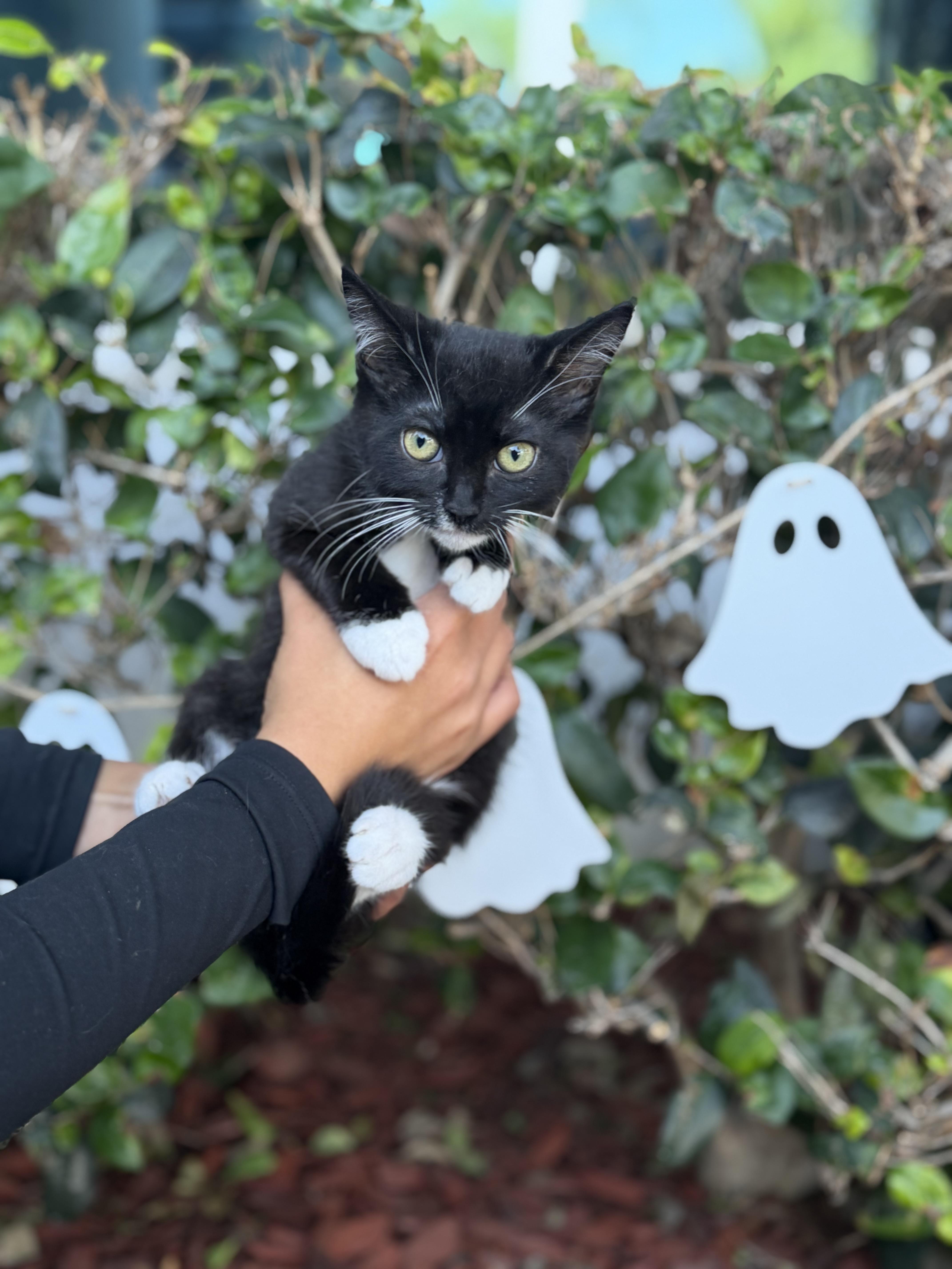 Fish, Adoptable, Kitten Male Tuxedo.