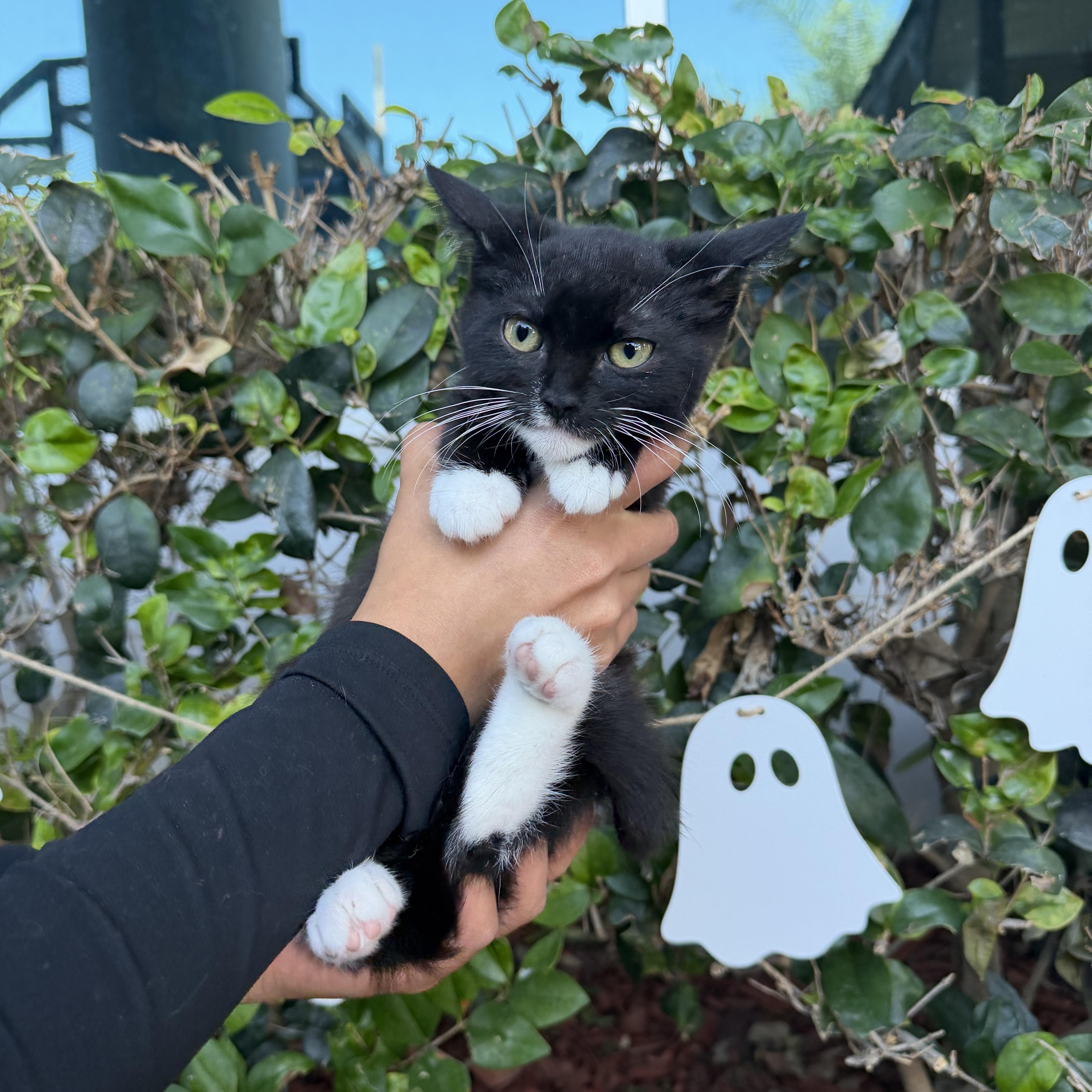 Enlarge Fish, a Adoptable Tuxedo in South El Monte, CA image 3/4