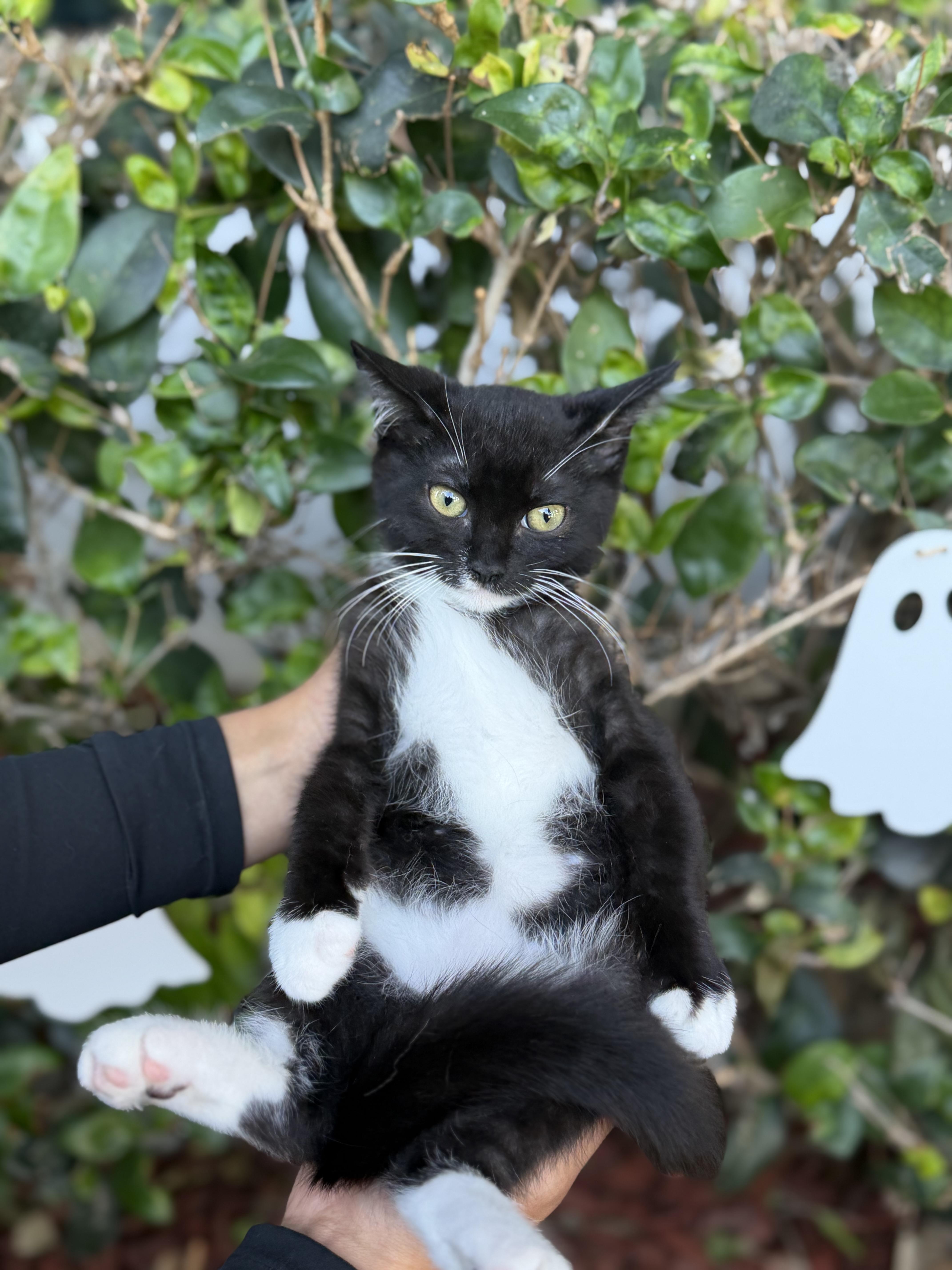 Enlarge Fish, a Adoptable Tuxedo in South El Monte, CA image 4/4