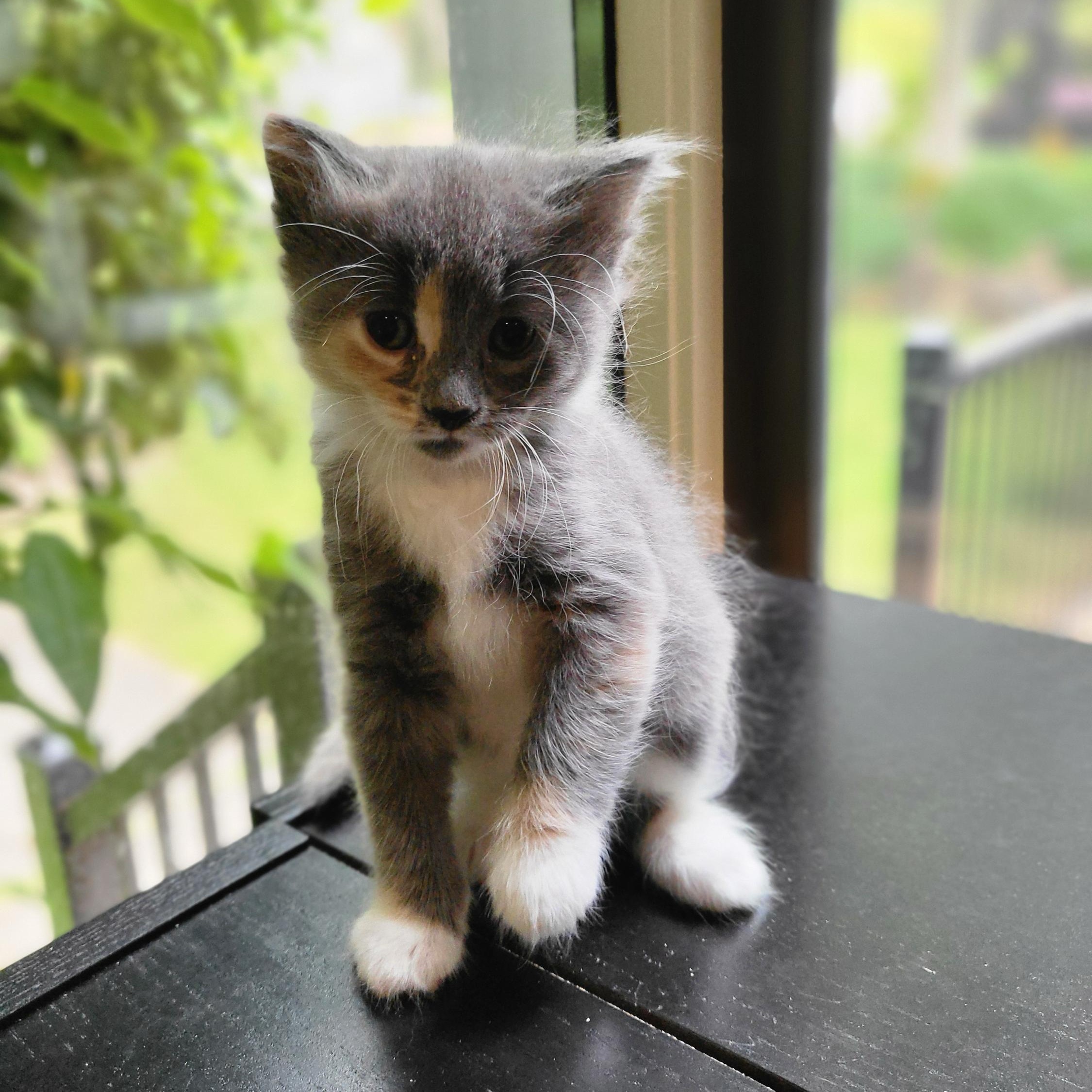 Silver, Baby Female unknown