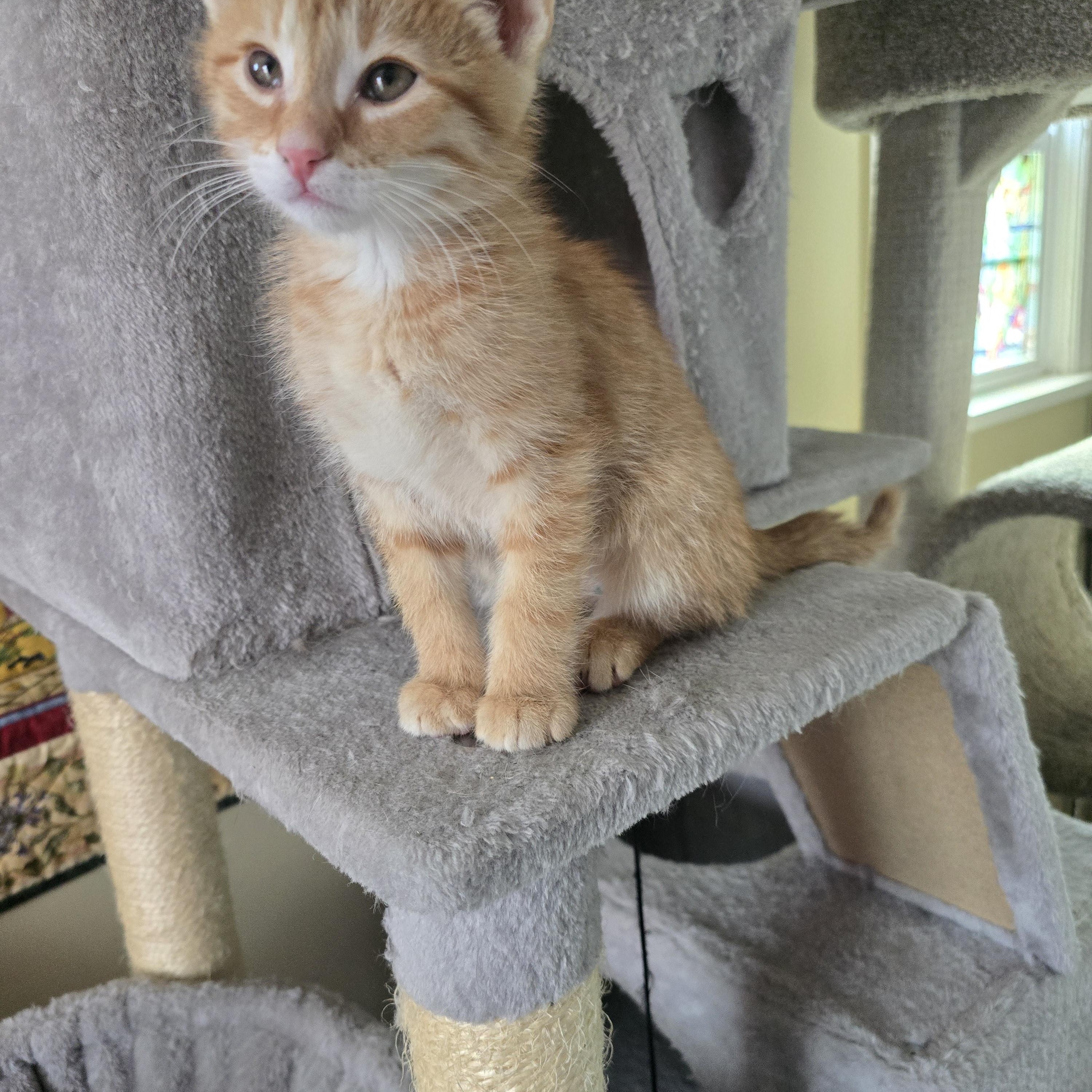 Enlarge Liam, an adopted Domestic Short Hair in Massillon, OH image 2/2