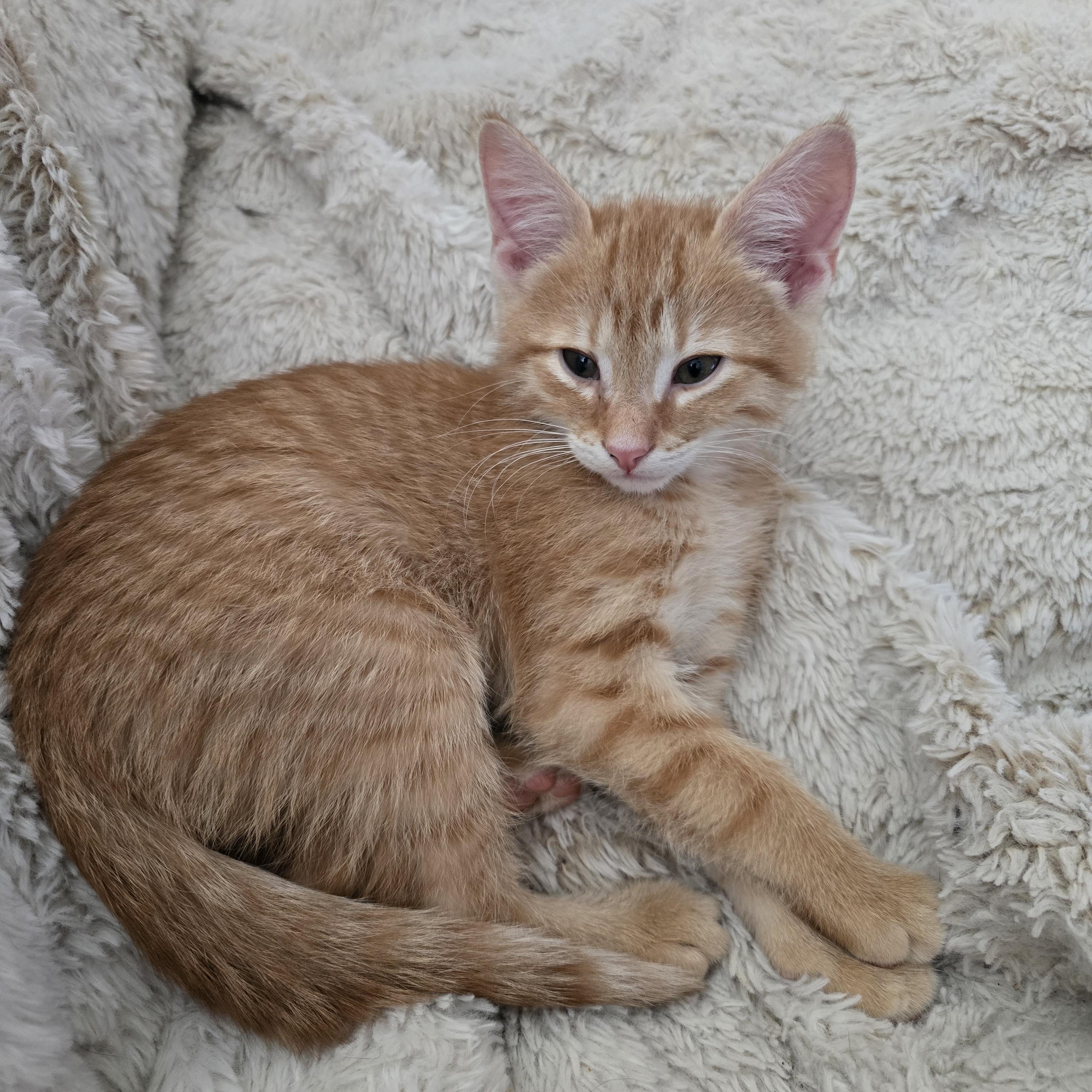 Enlarge Liam, an adopted Domestic Short Hair in Massillon, OH image 1/2