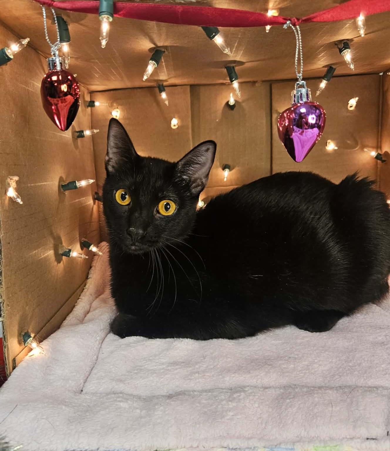 Rachel - Sweet and affectionate, a Adoptable Domestic Short Hair in Muskego, WI image 1/6