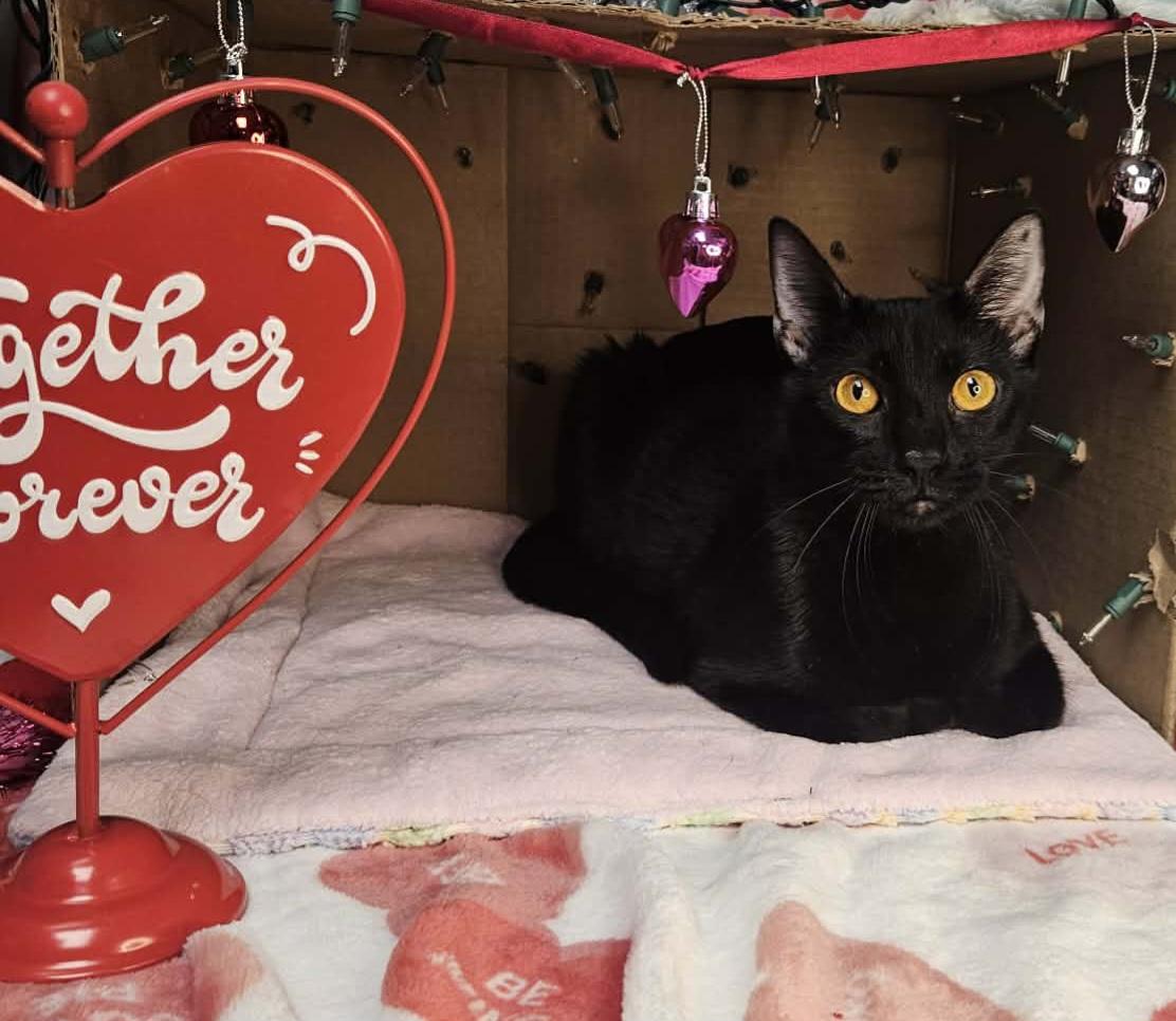 Rachel - Sweet and affectionate, a Adoptable Domestic Short Hair in Muskego, WI image 2/6