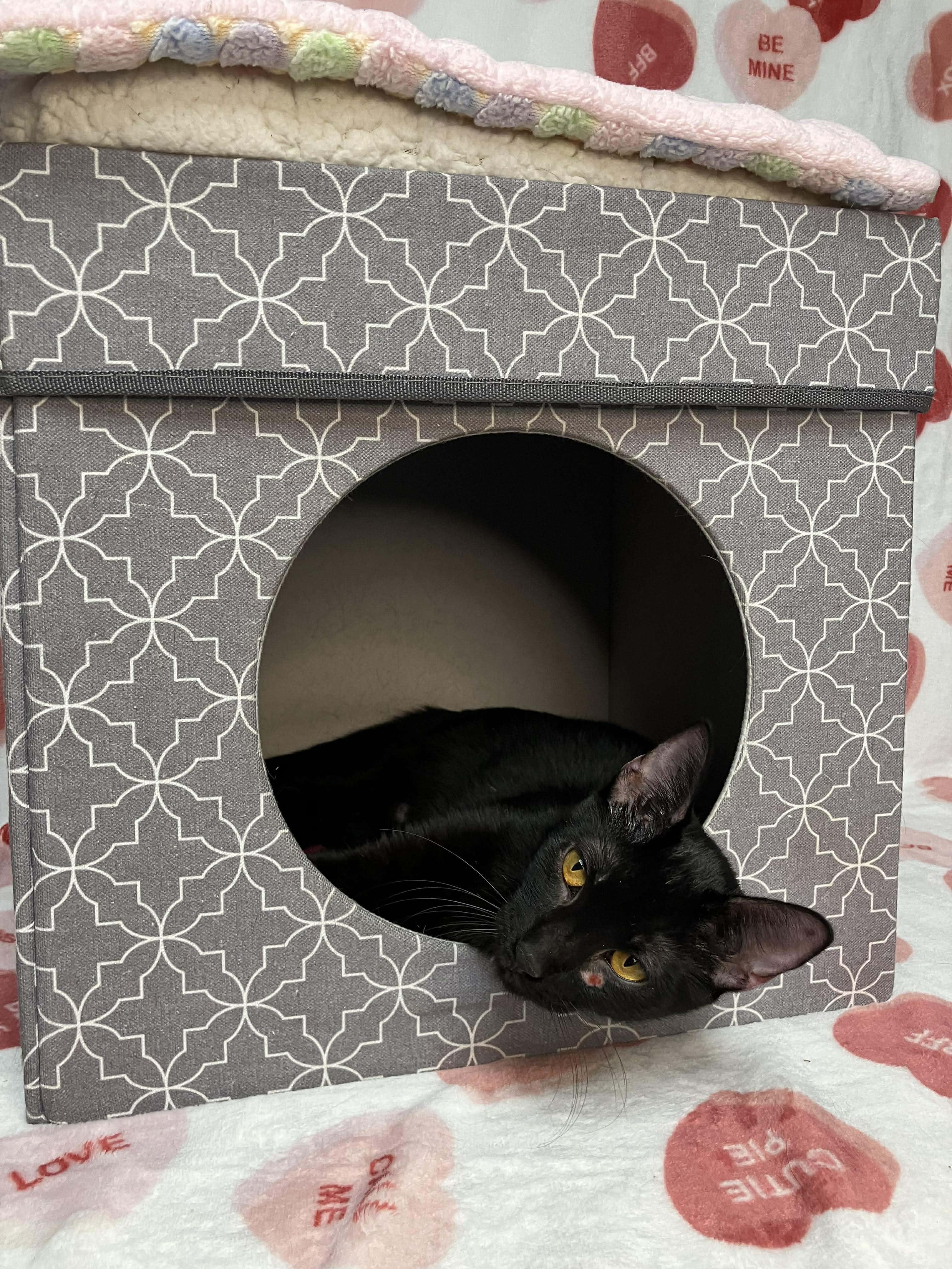 Rachel - Sweet and affectionate, a Adoptable Domestic Short Hair in Muskego, WI image 3/6