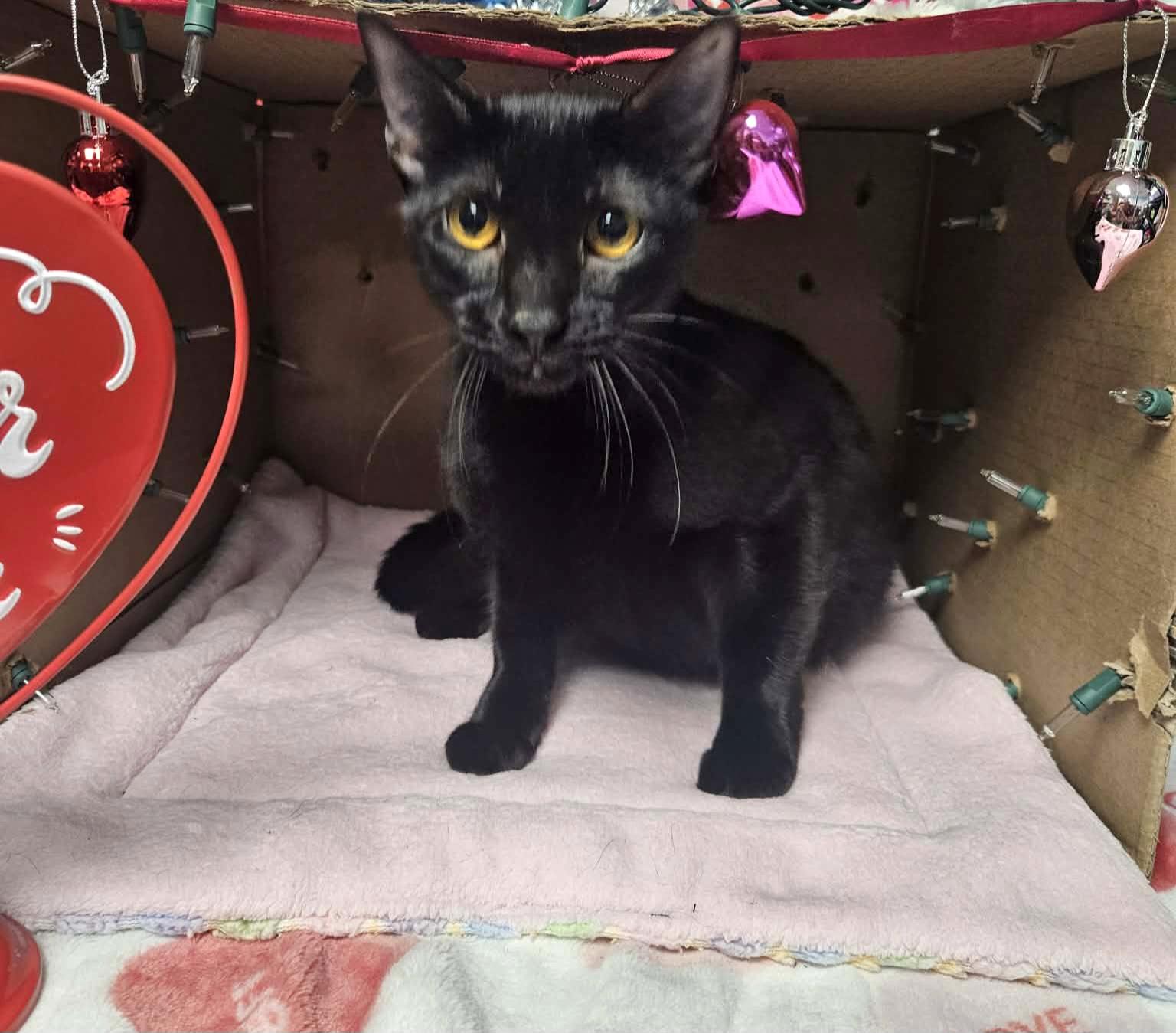 Rachel - Sweet and affectionate, a Adoptable Domestic Short Hair in Muskego, WI image 4/6