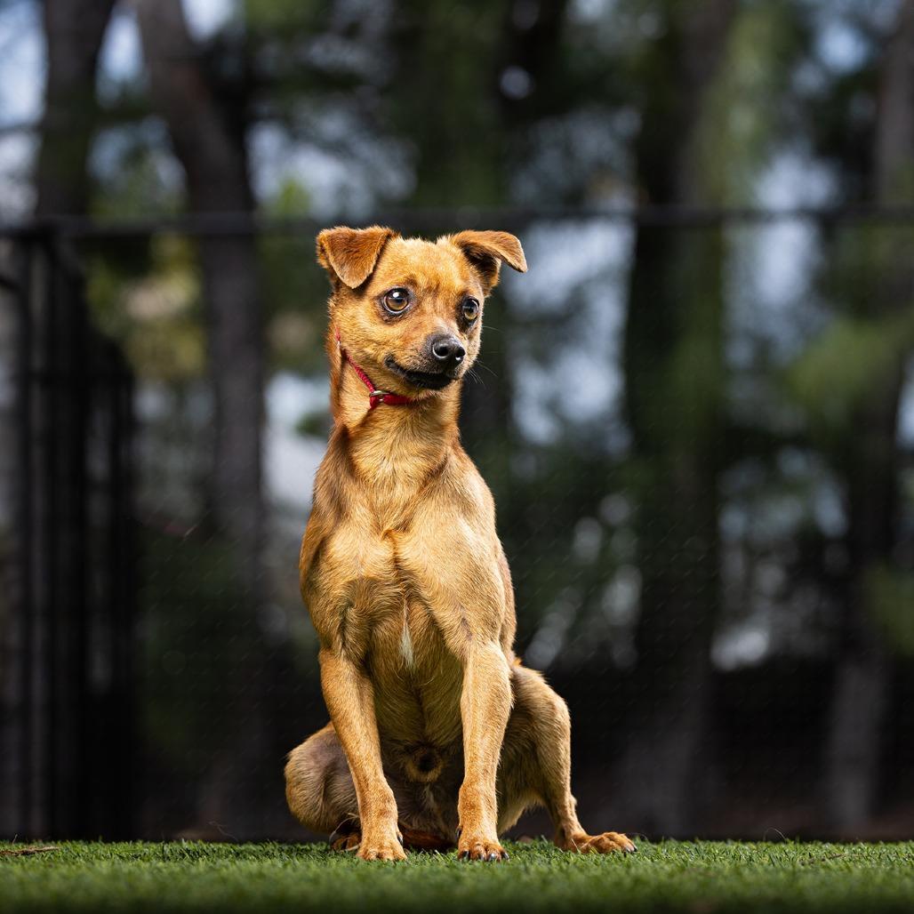 Cheeseburger — thumbnail 3