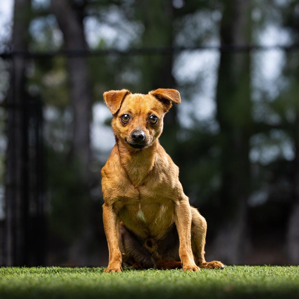 Cheeseburger — thumbnail 4