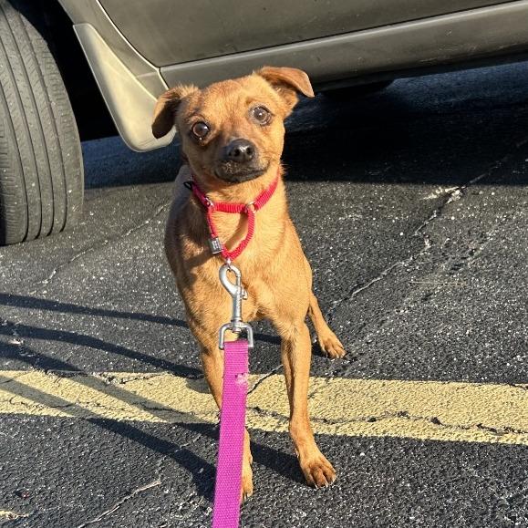 Cheeseburger — thumbnail 5