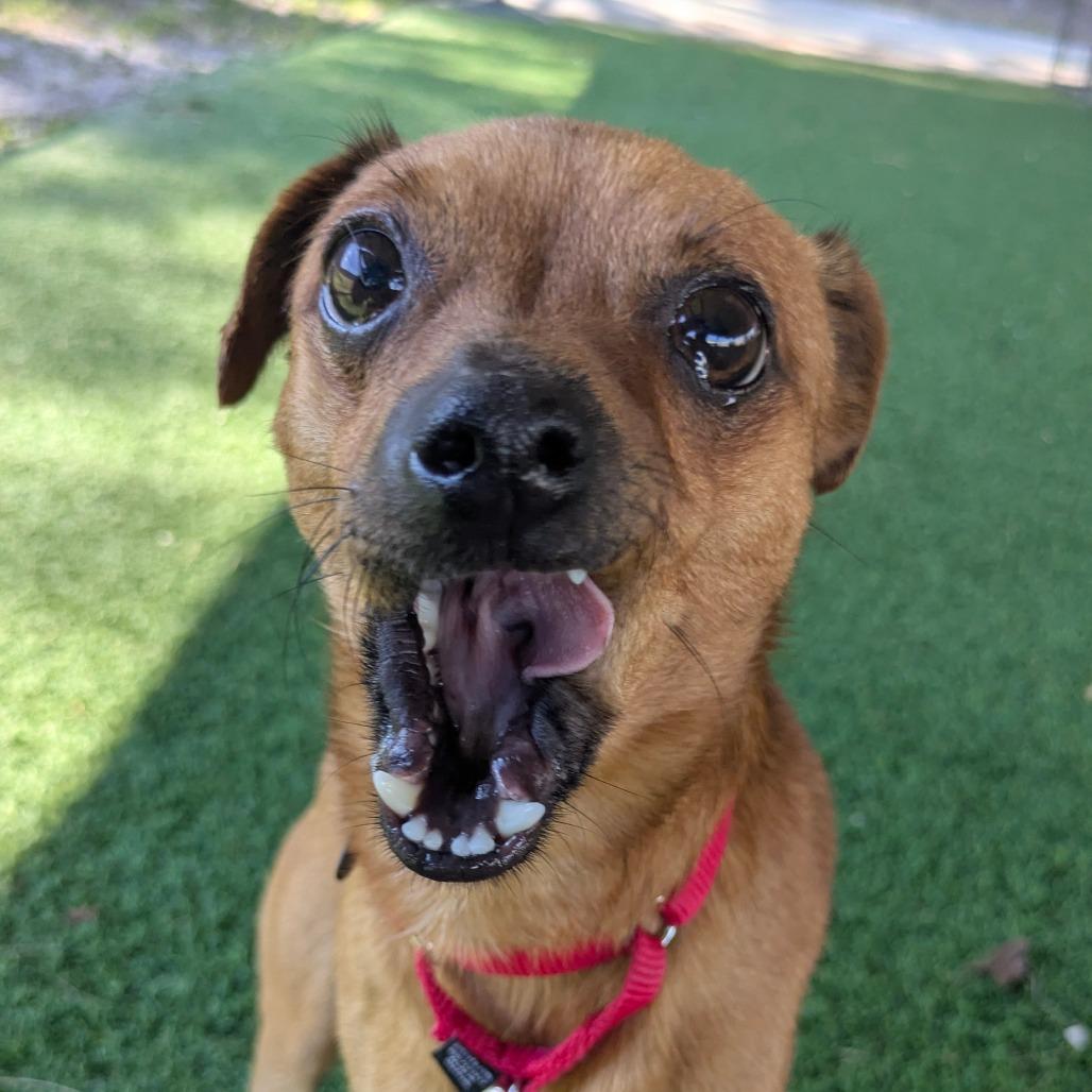 Cheeseburger — thumbnail 6