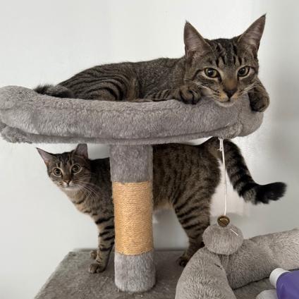 Jingle, Adoptable, Young Male Domestic Short Hair.