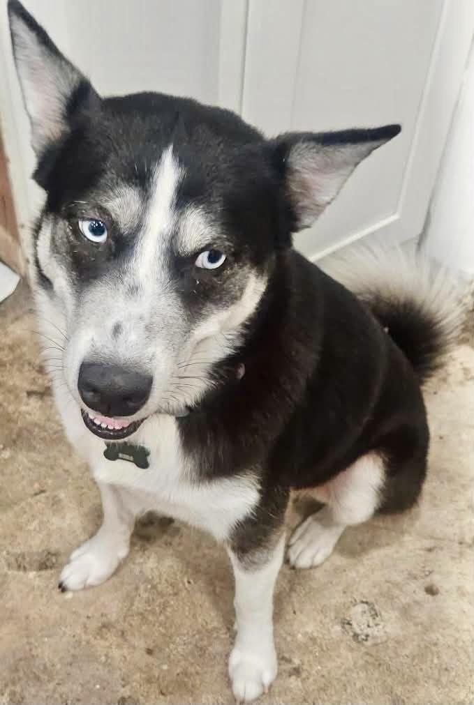Enlarge kira, a ADOPTABLE mixed breed in New Smyrna Beach, FL image 2/2