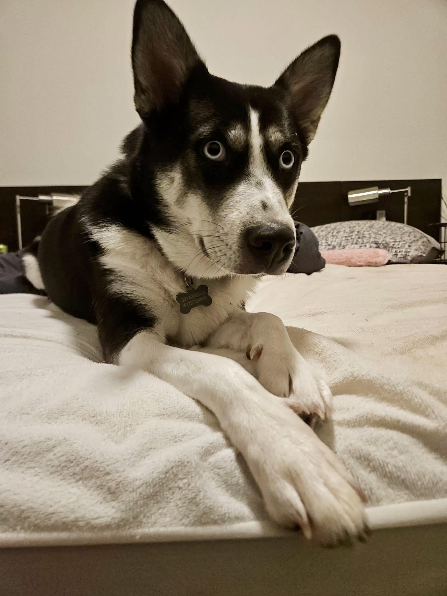 kira, ADOPTABLE, Adult Female Husky.