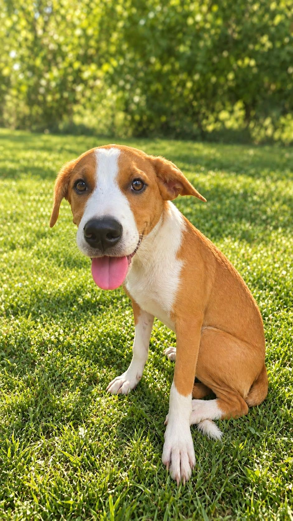 Enlarge Jeff, a Adoptable mixed breed in church point, LA image 1/3