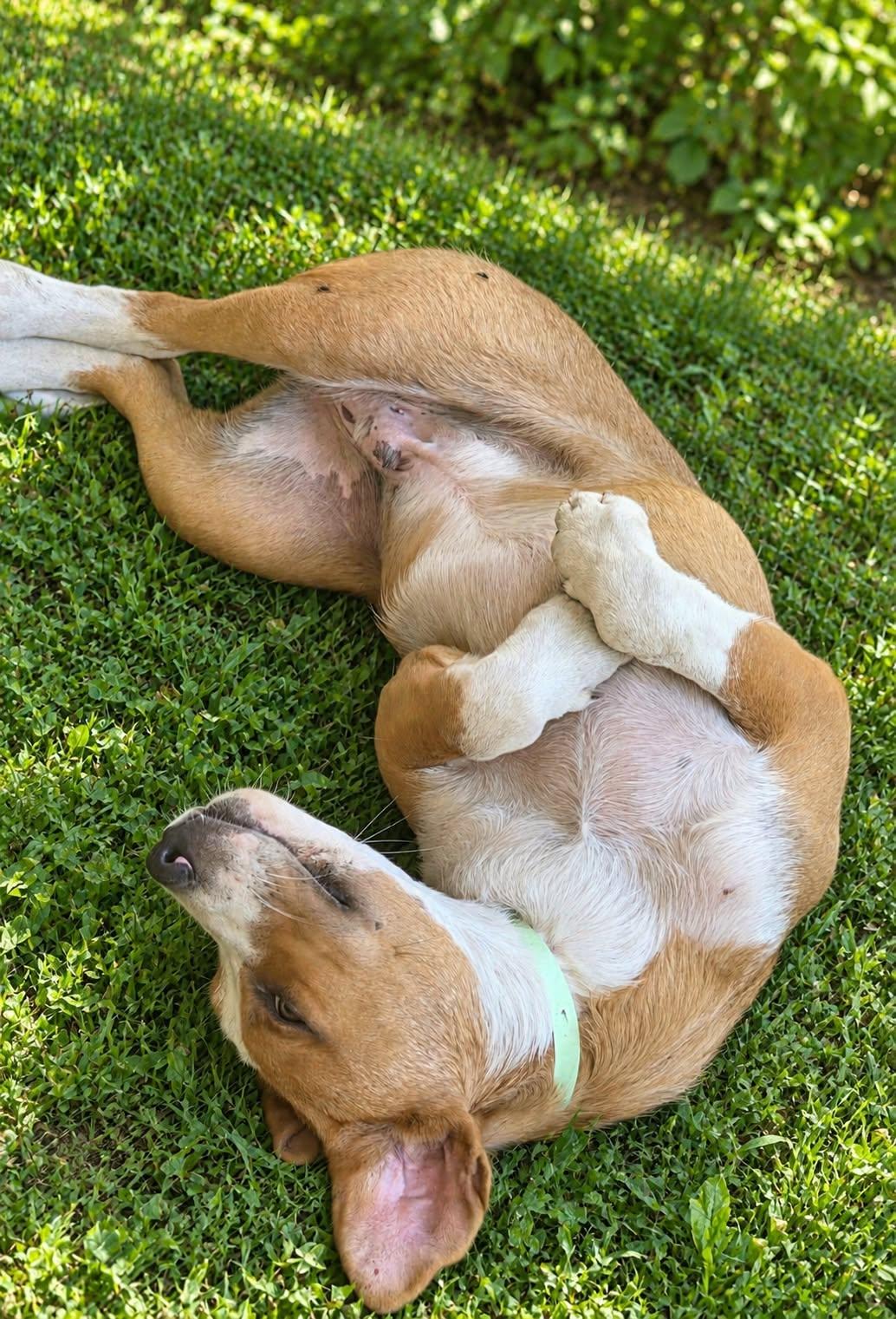Enlarge Jeff, a Adoptable mixed breed in church point, LA image 3/3