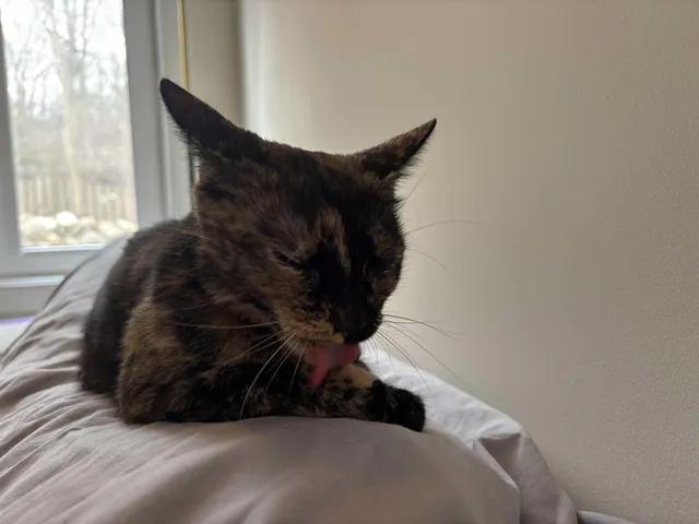 Enlarge Cloe, a Adoptable Domestic Short Hair in Budd Lake, NJ image 4/4