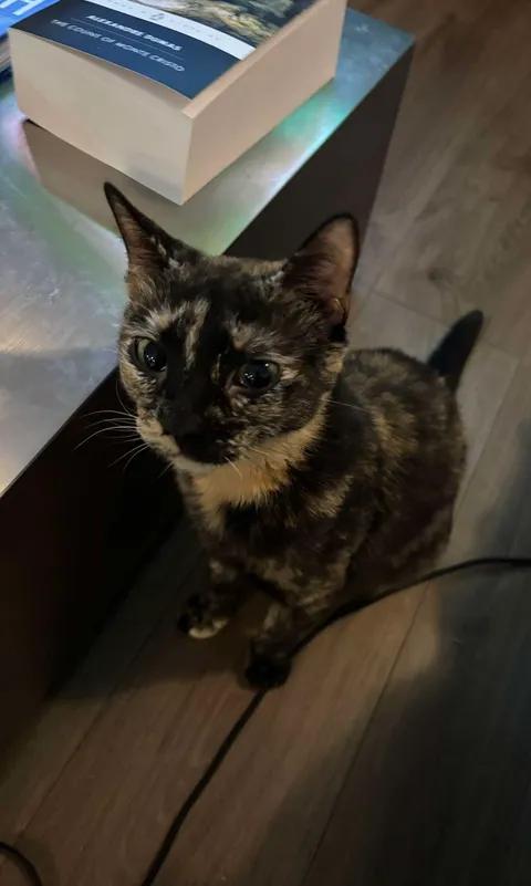 Cloe, Adoptable, Adult Female Domestic Short Hair.