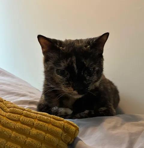 Enlarge Cloe, a Adoptable Domestic Short Hair in Budd Lake, NJ image 2/4