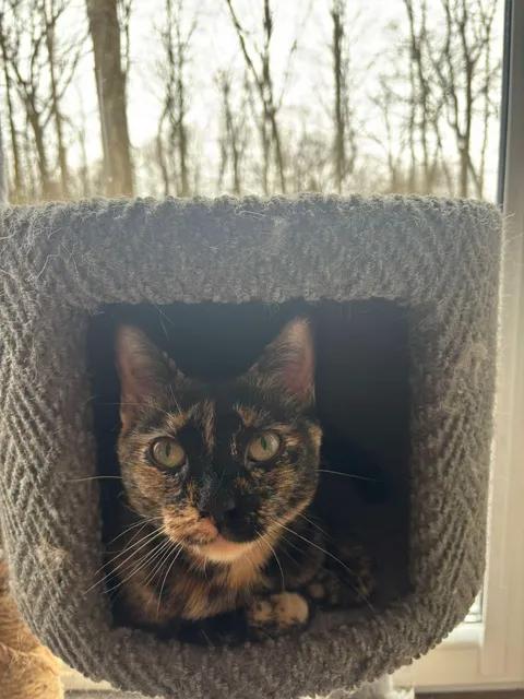 Enlarge Cloe, a Adoptable Domestic Short Hair in Budd Lake, NJ image 3/4