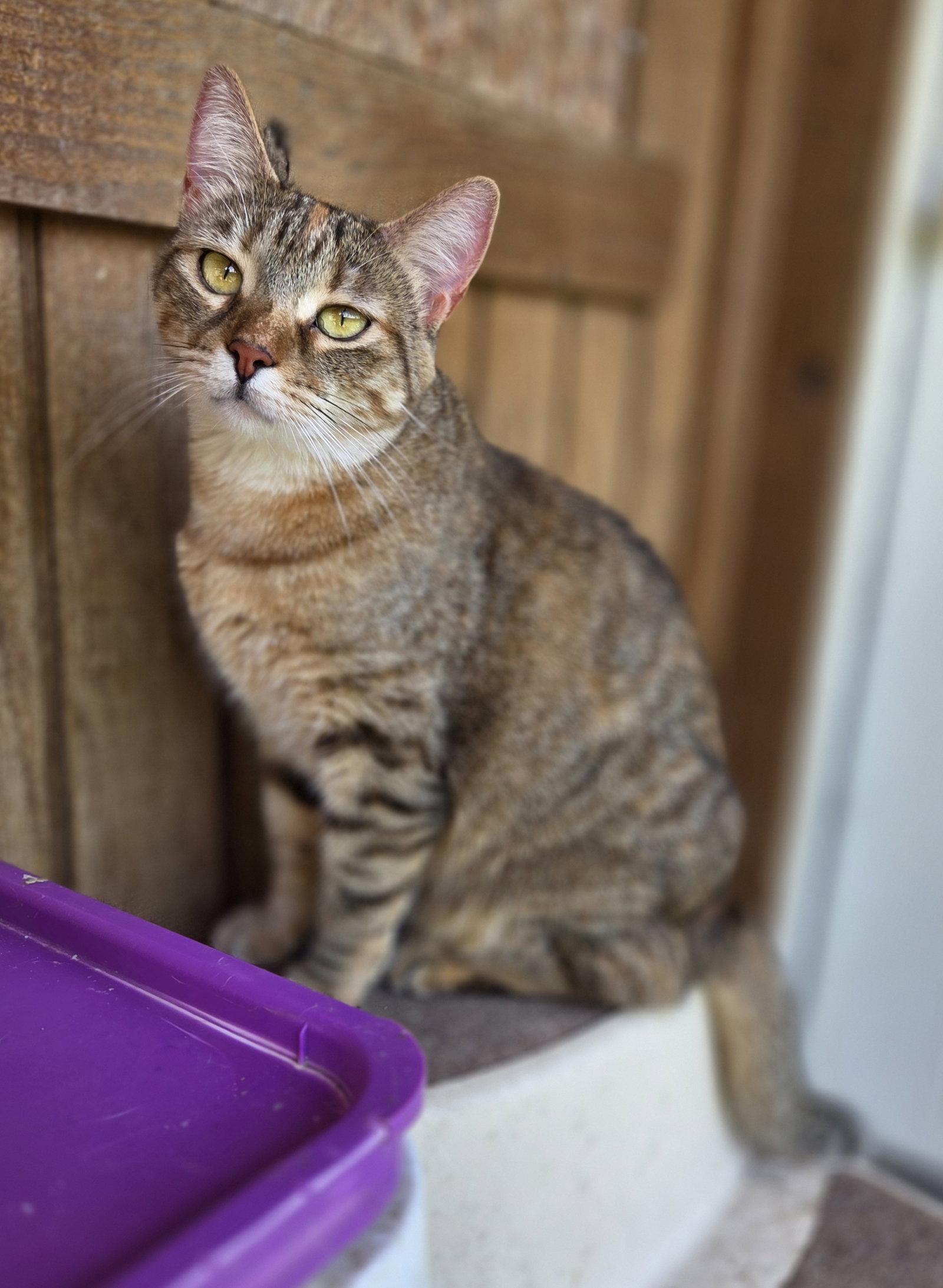 Enlarge Scarlett, a Adoptable mixed breed in Attalla, AL image 1/3