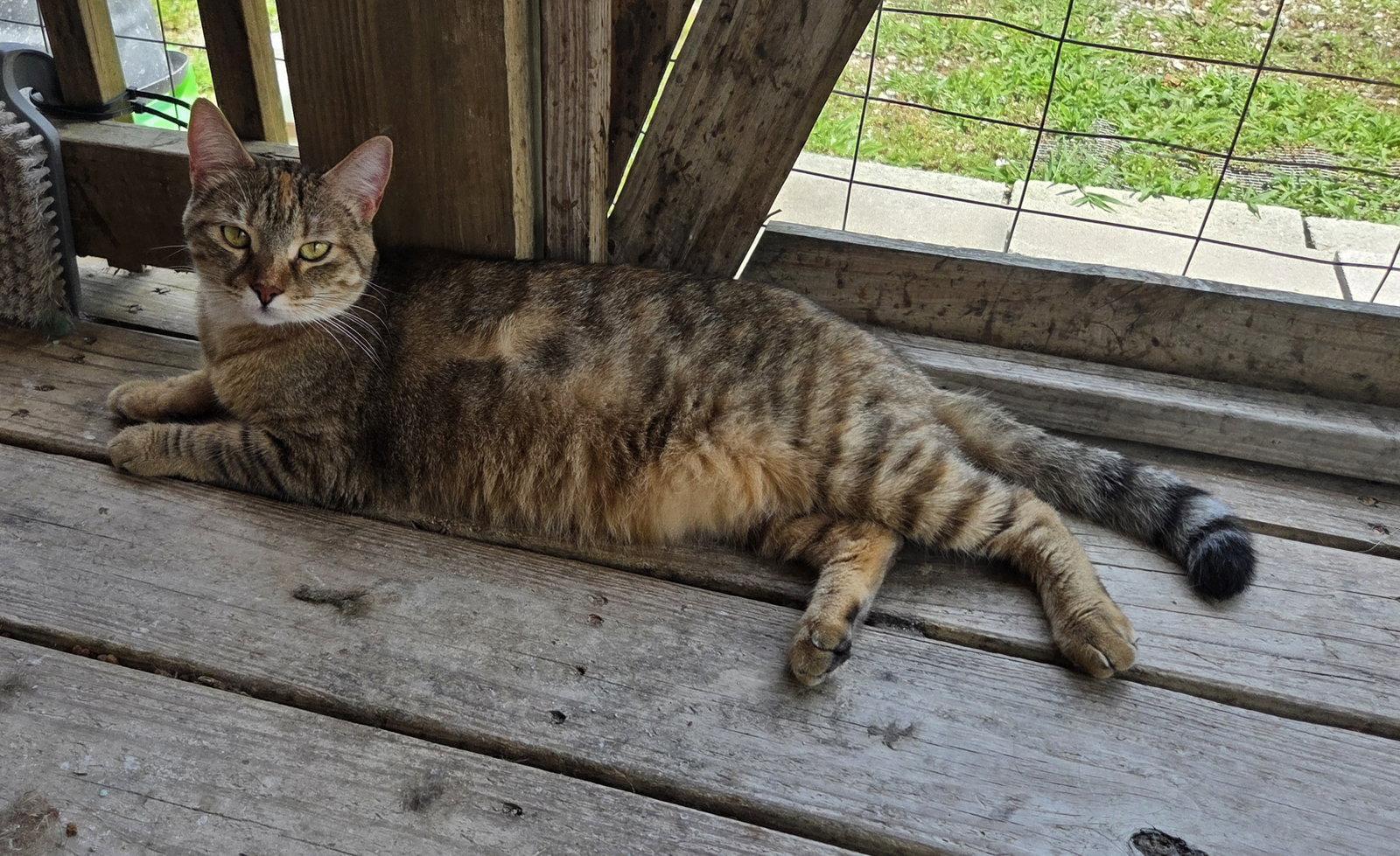 Enlarge Scarlett, a Adoptable mixed breed in Attalla, AL image 2/3
