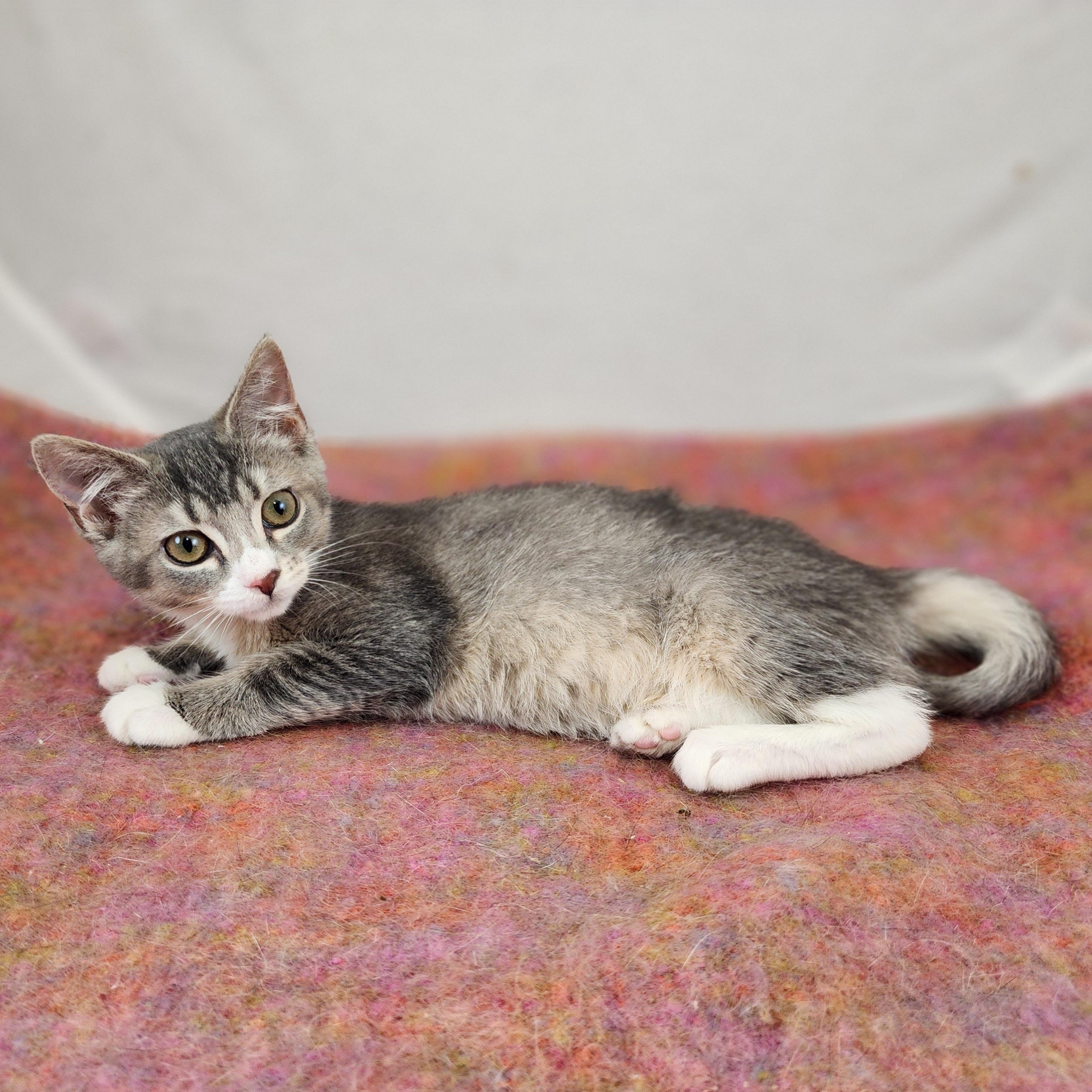 Enlarge Pearl, a Adoptable Domestic Short Hair in New York, NY image 4/6