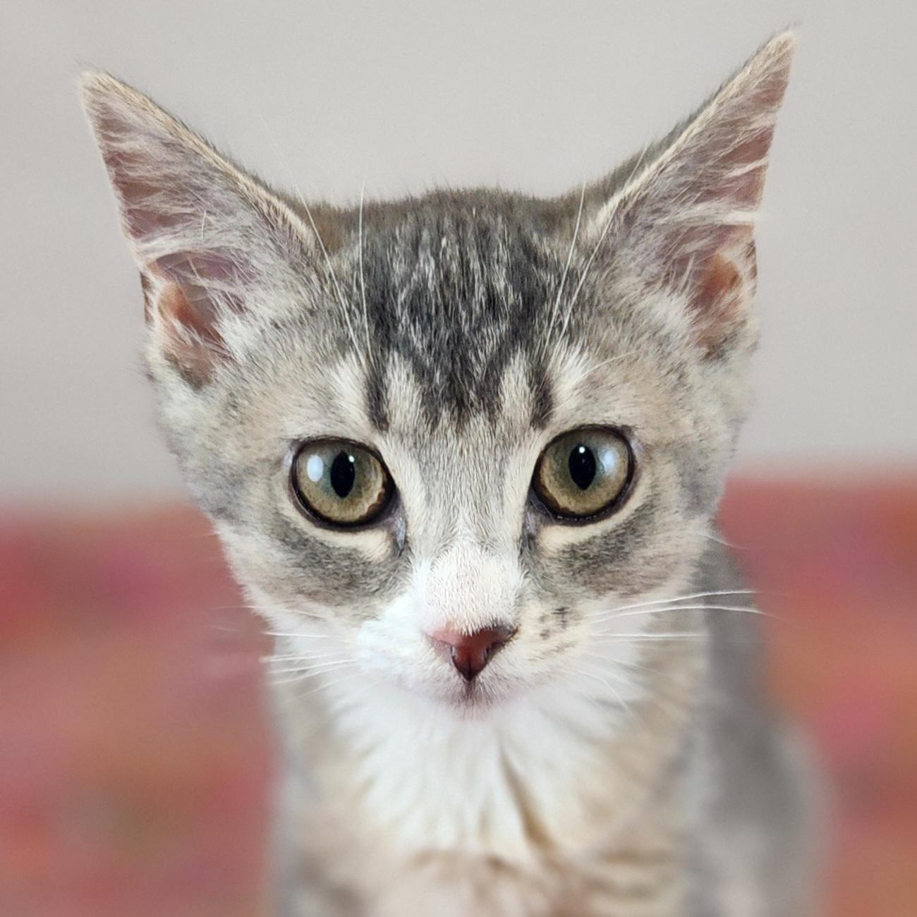 Enlarge Pearl, a Adoptable Domestic Short Hair in New York, NY image 1/6