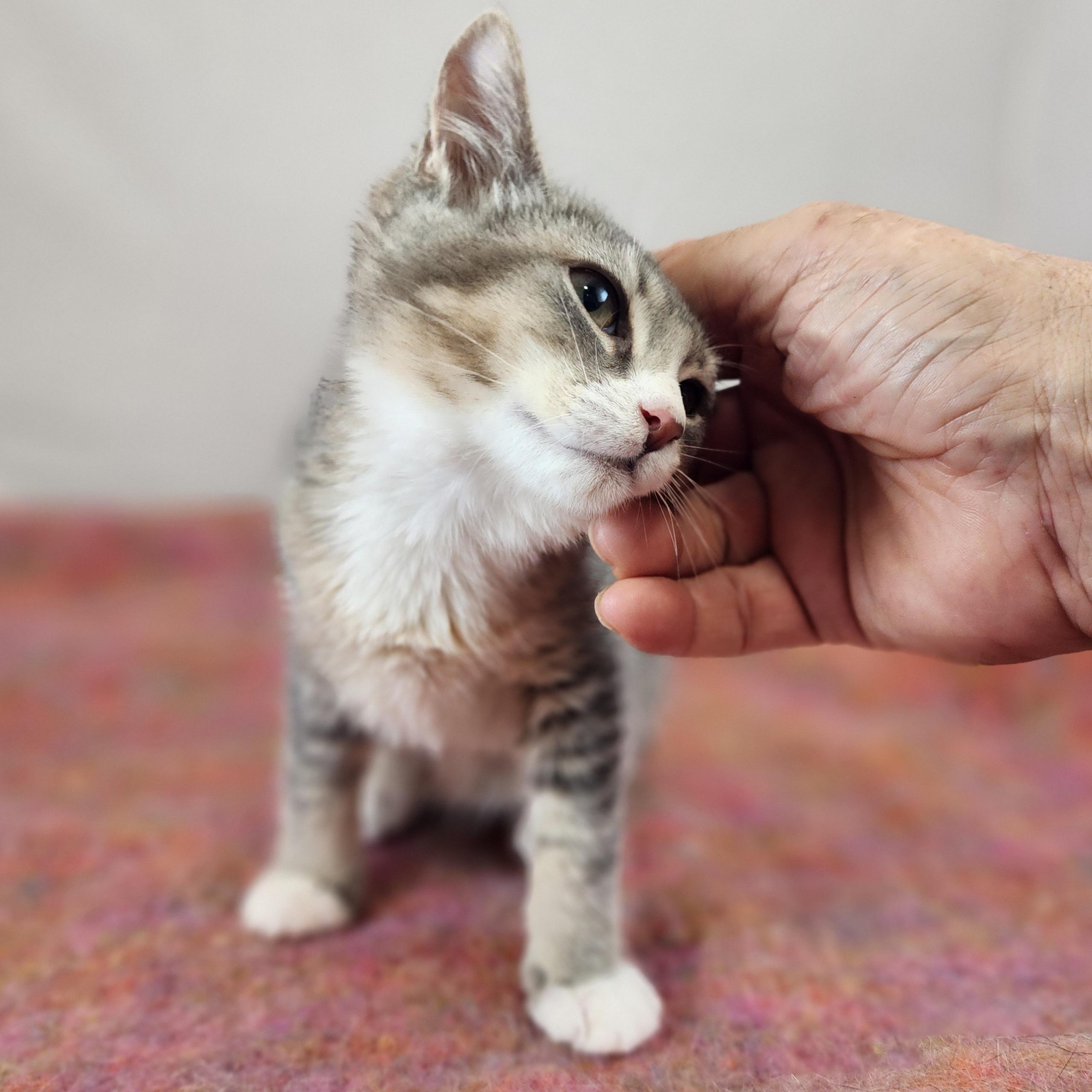 Enlarge Pearl, a Adoptable Domestic Short Hair in New York, NY image 2/6