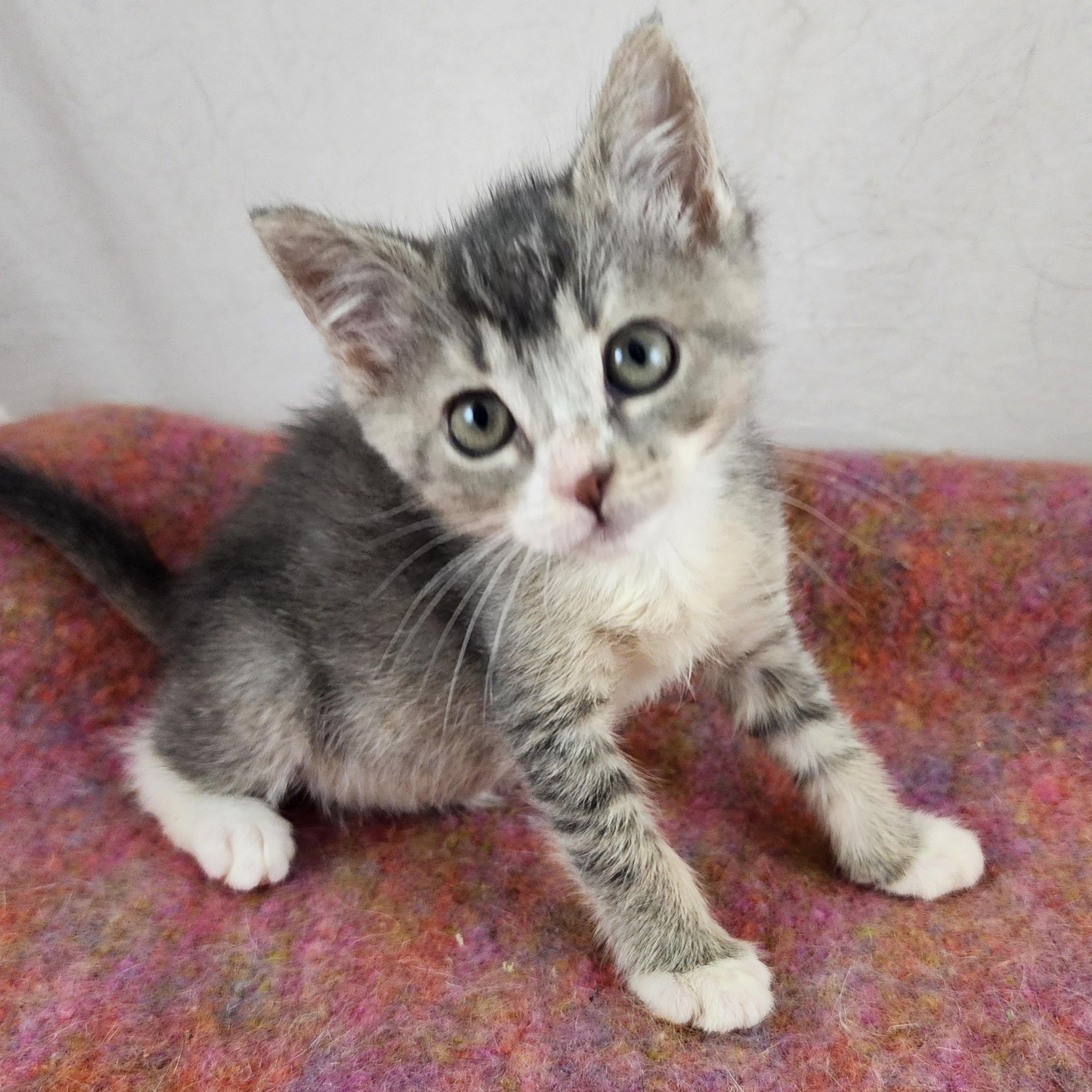 Pearl, a Adoptable Domestic Short Hair in New York, NY image 4/6