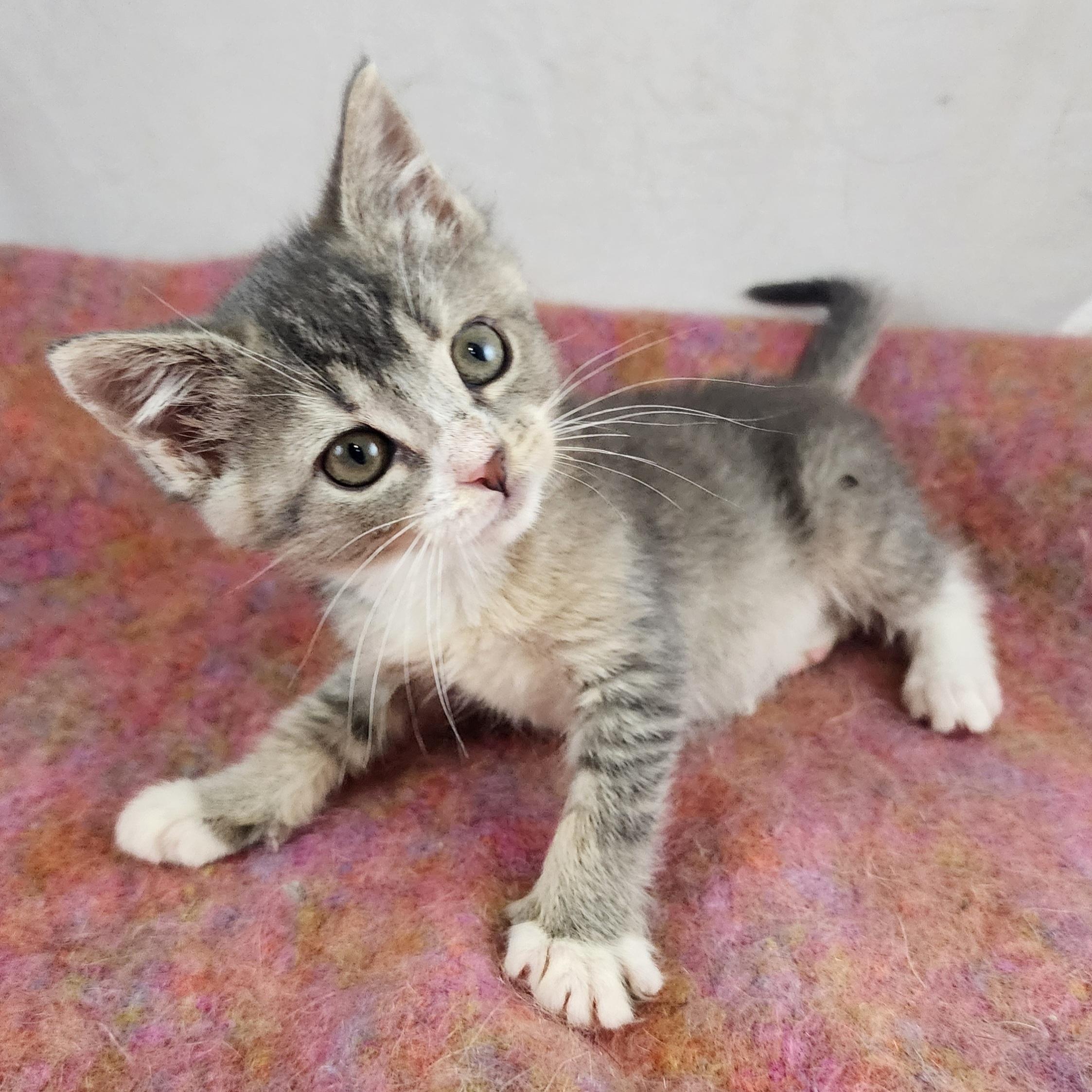 Pearl, a Adoptable Domestic Short Hair in New York, NY image 1/6