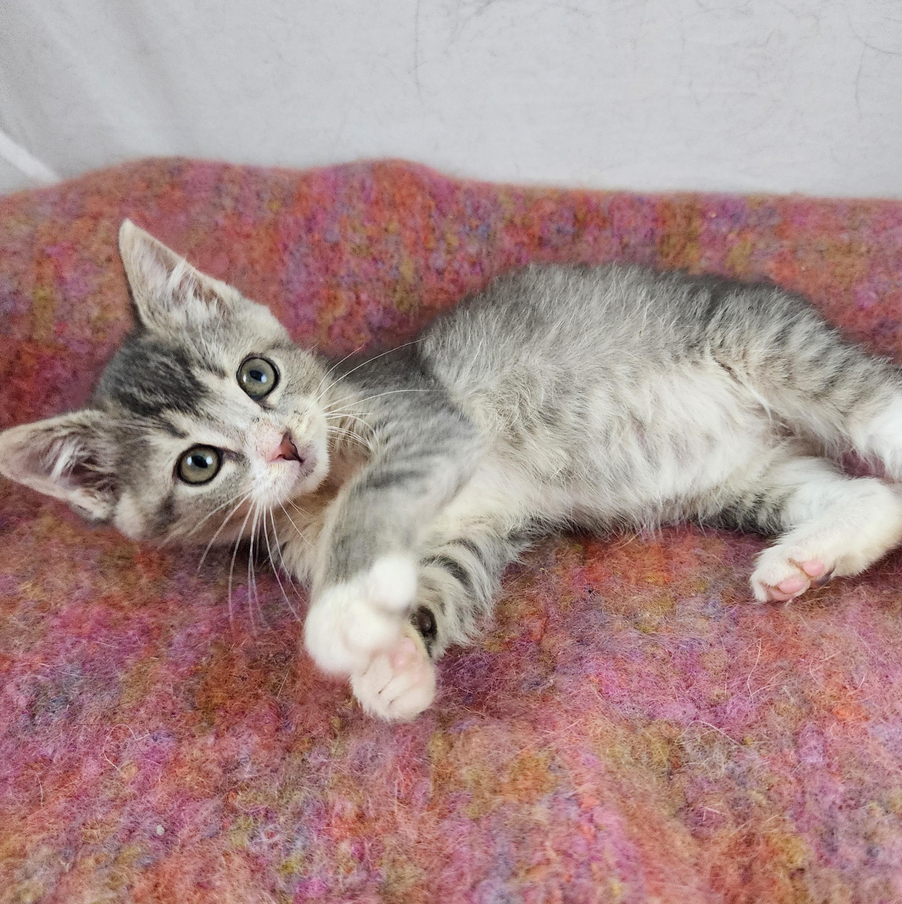 Pearl, a Adoptable Domestic Short Hair in New York, NY image 6/6