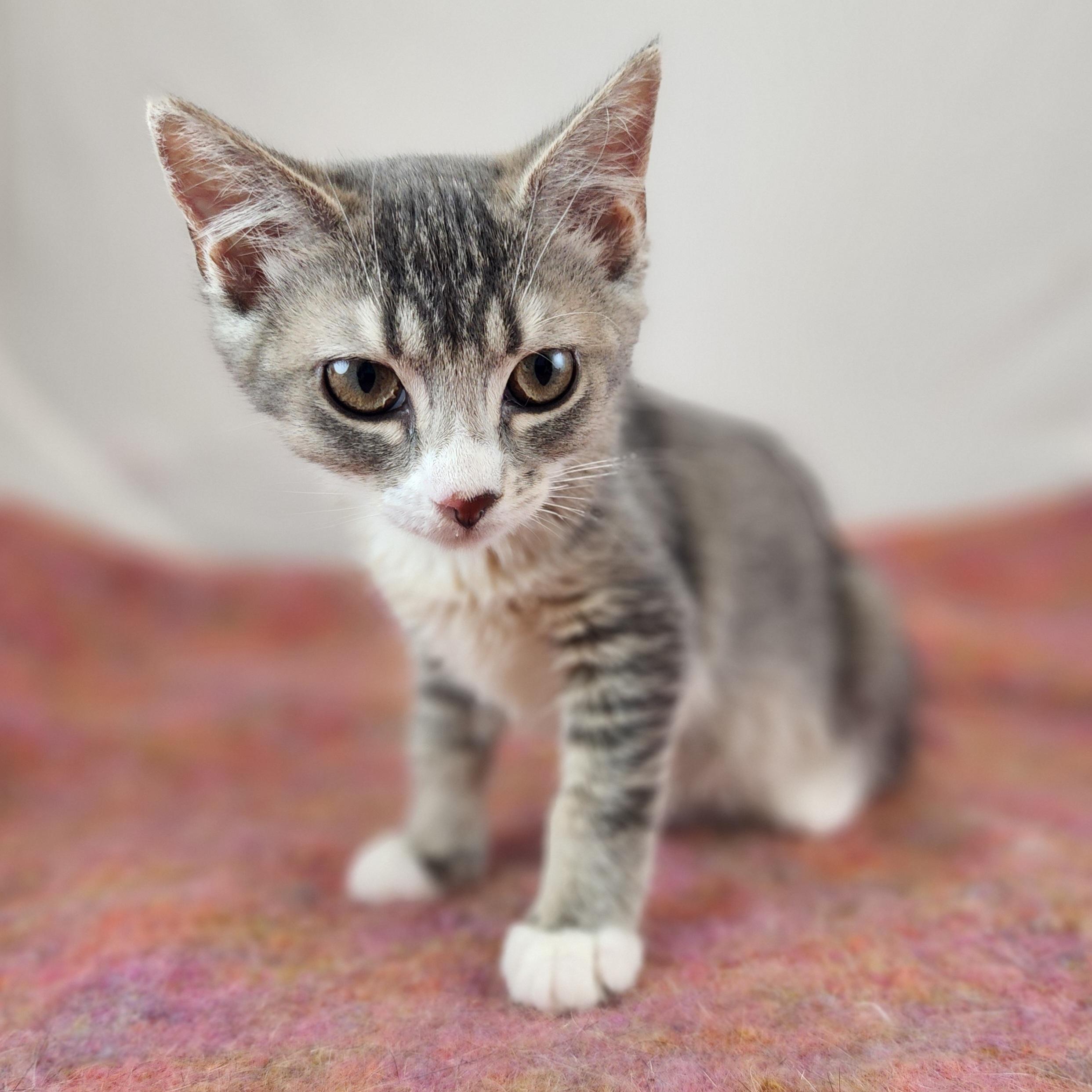 Enlarge Pearl, a Adoptable Domestic Short Hair in New York, NY image 3/6