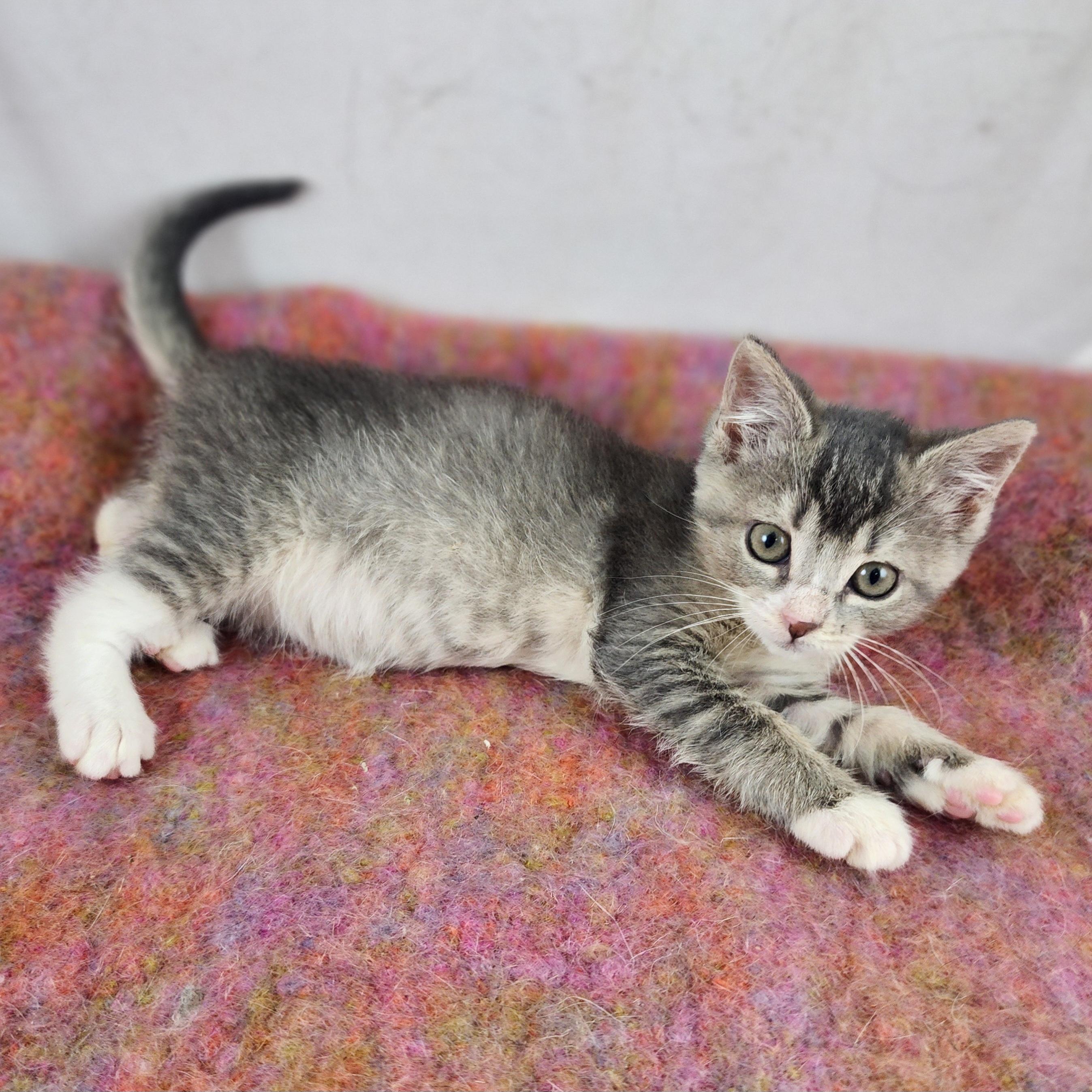 Pearl, a Adoptable Domestic Short Hair in New York, NY image 2/6