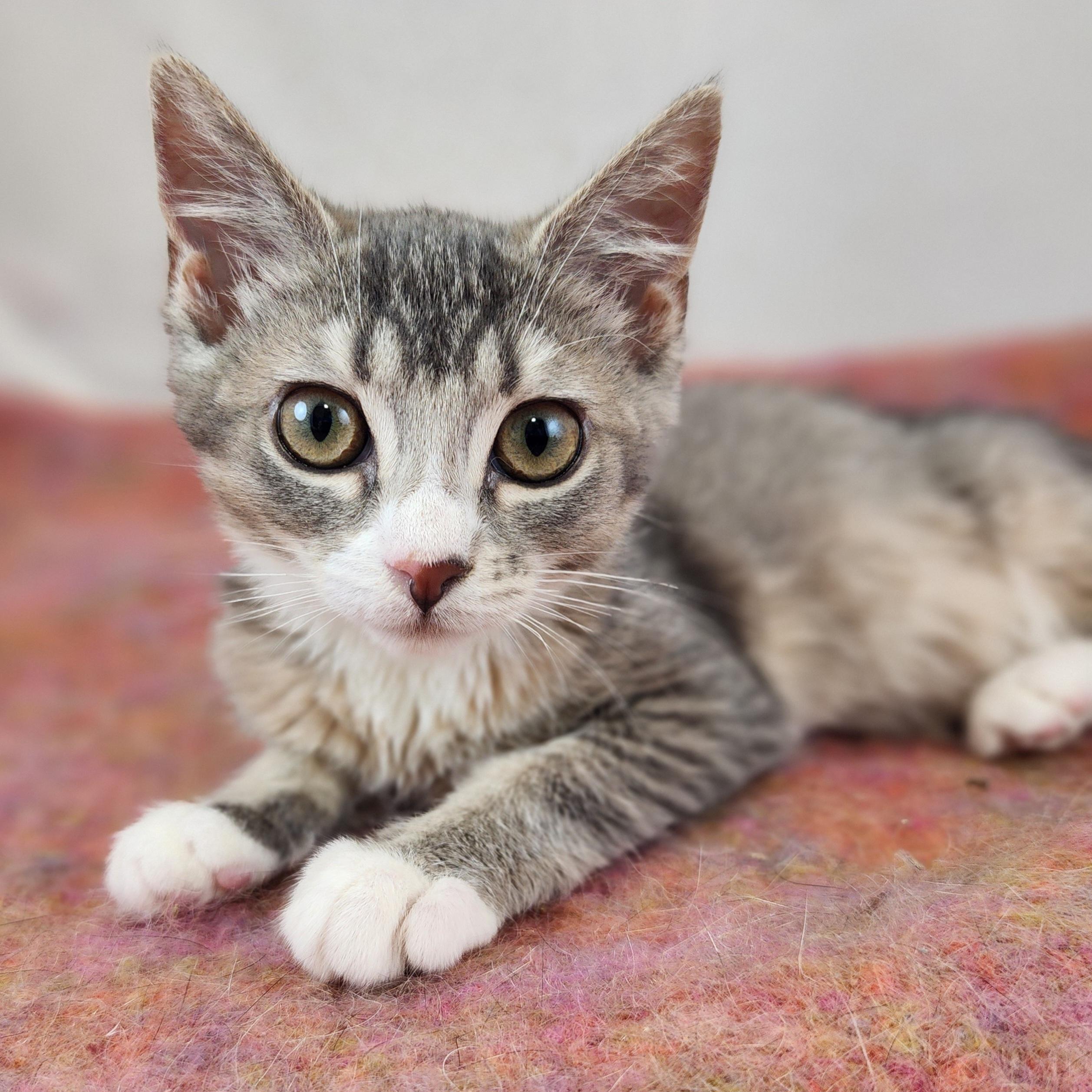 Enlarge Pearl, a Adoptable Domestic Short Hair in New York, NY image 5/6