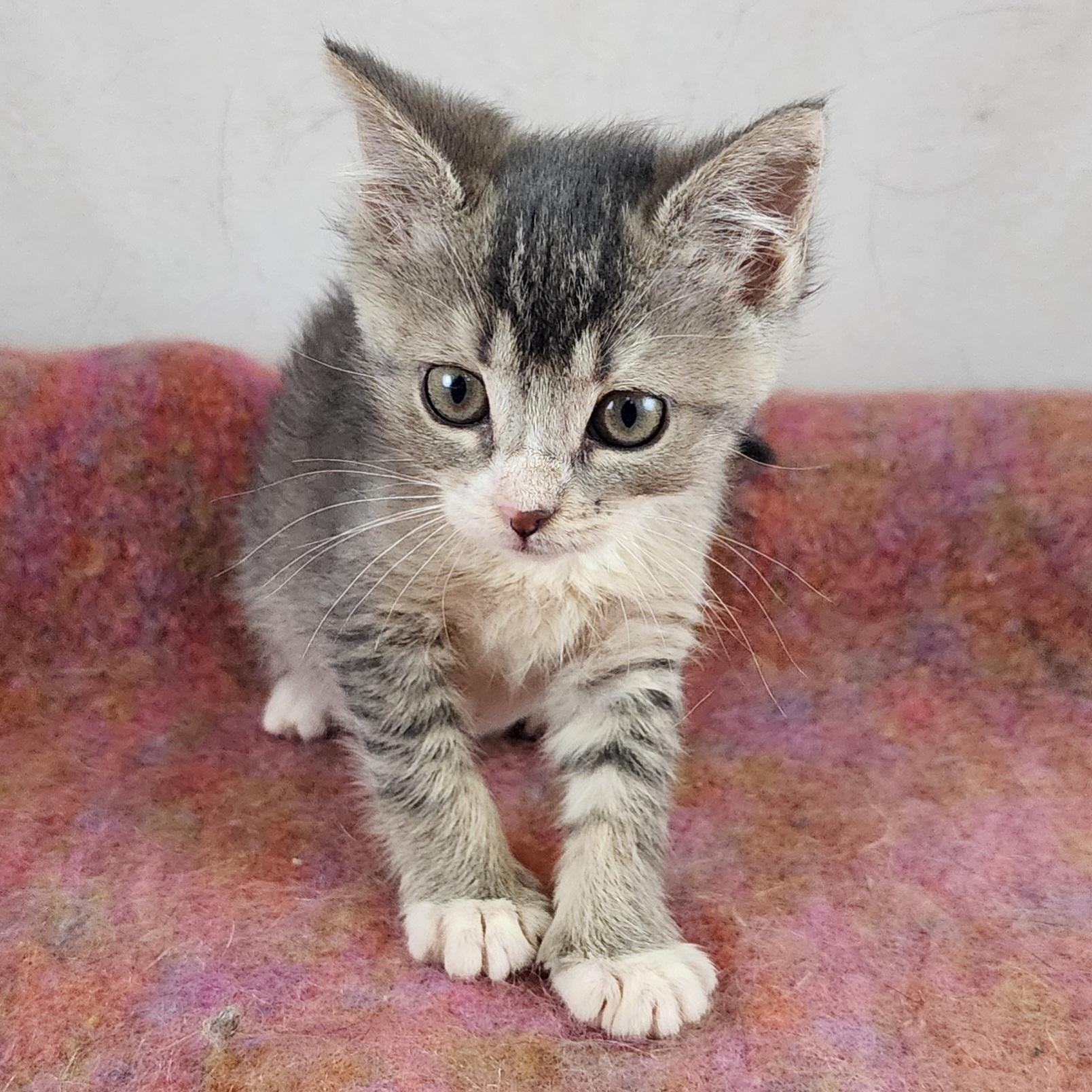 Pearl, a Adoptable Domestic Short Hair in New York, NY image 3/6