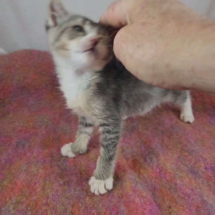Enlarge Pearl, a Adoptable Domestic Short Hair in New York, NY video 5/6
