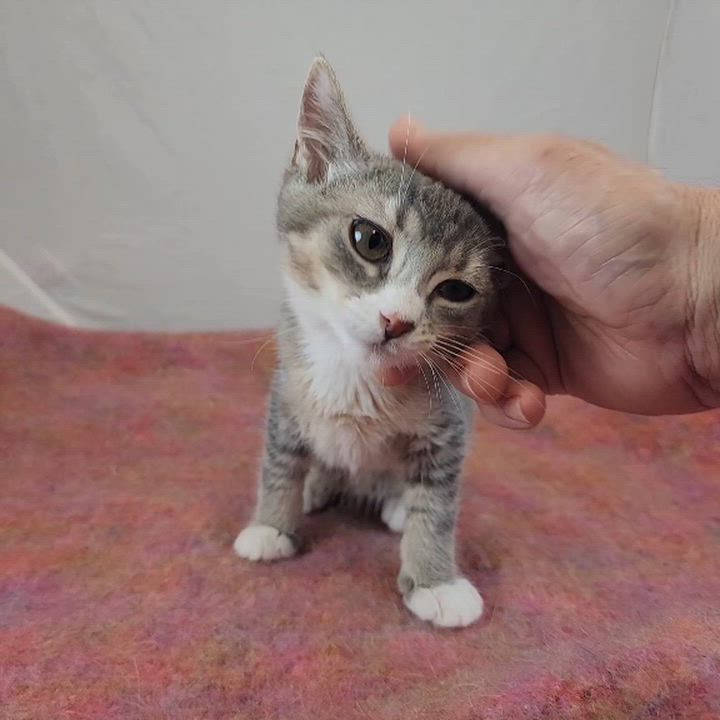 Enlarge Pearl, a Adoptable Domestic Short Hair in New York, NY video 6/6