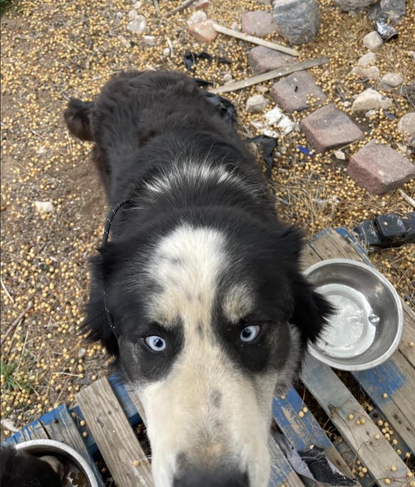 Ryju and Soot, a Adoptable Mixed Breed in Williamsburg, NM image 1/3