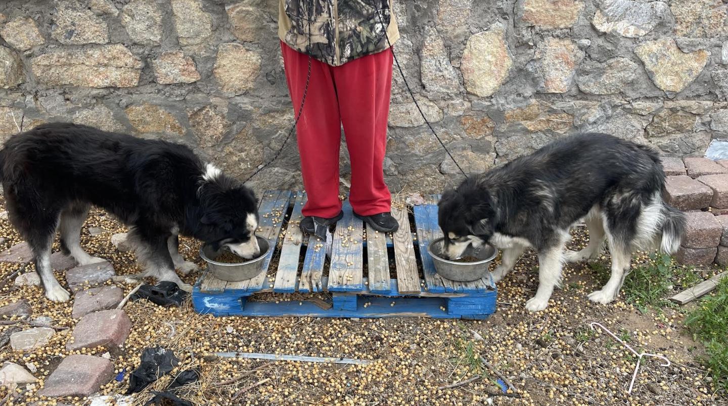 Ryju and Soot, a Adoptable Mixed Breed in Williamsburg, NM image 2/3