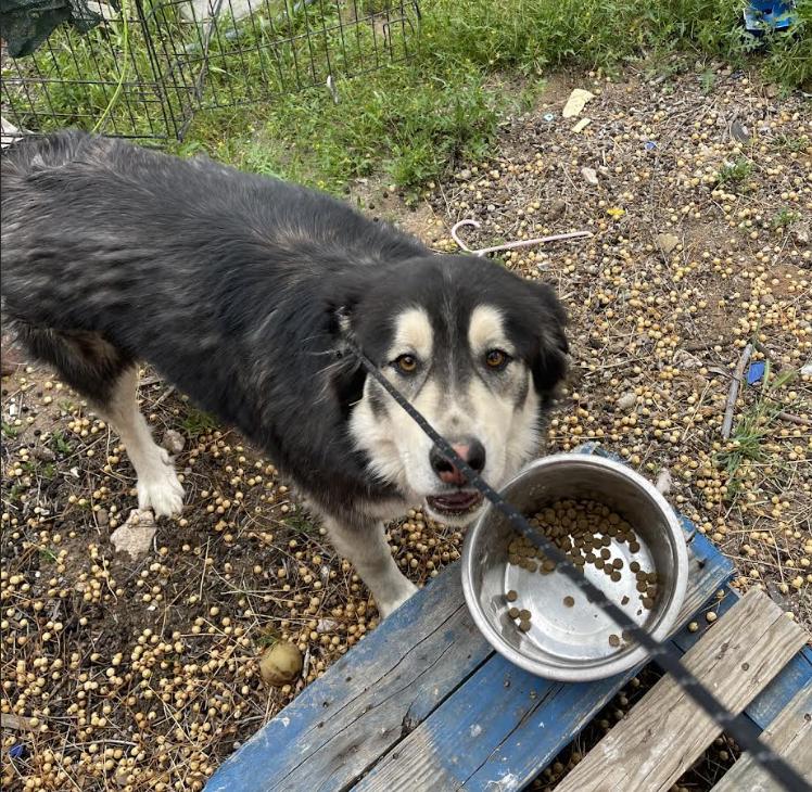 Ryju and Soot, a Adoptable Mixed Breed in Williamsburg, NM image 3/3