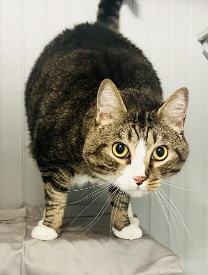 Tiger, a Adoptable mixed breed in Savannah, GA image 1/3