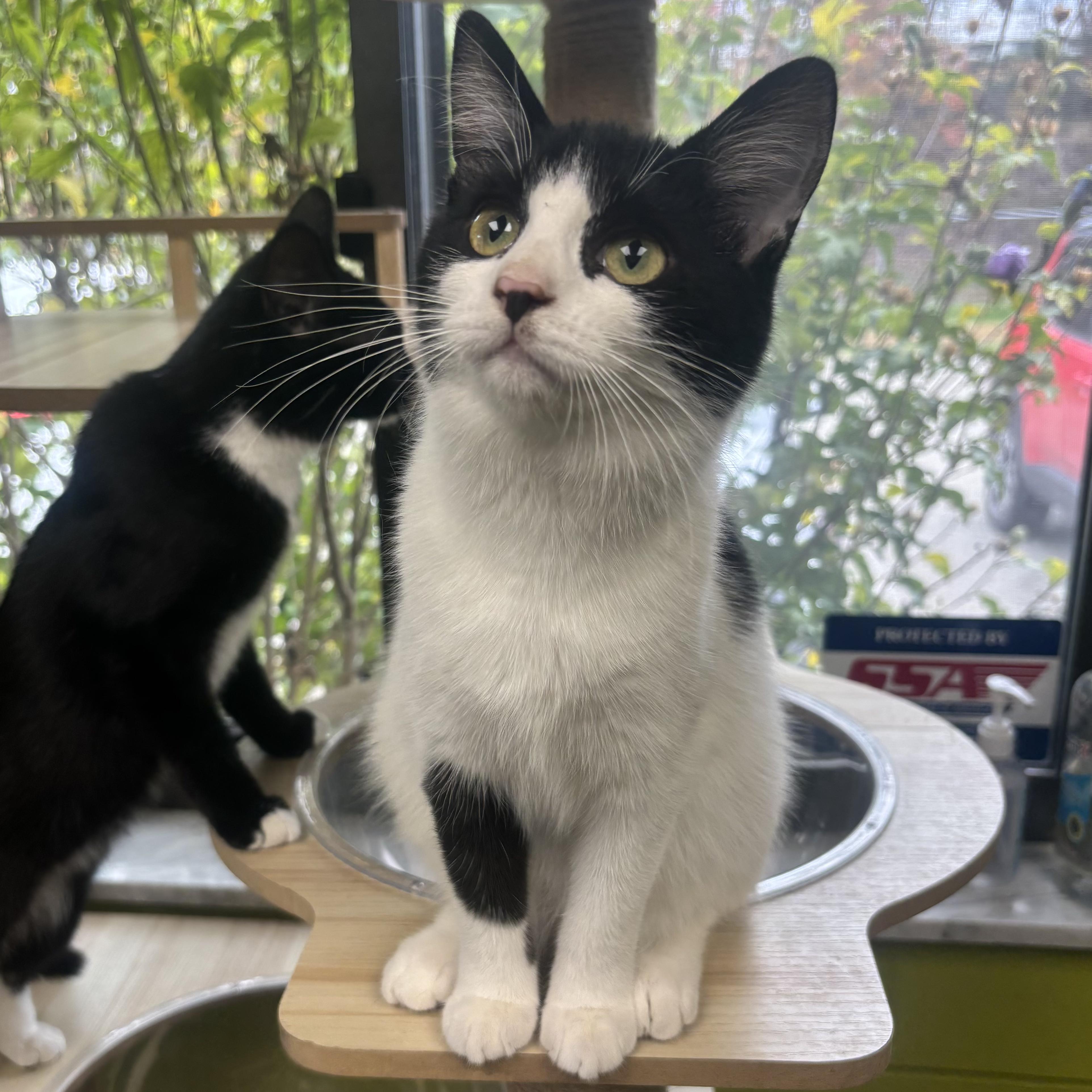 Enlarge Angelica, a Adoptable Domestic Short Hair in Waynesburg, PA image 1/6