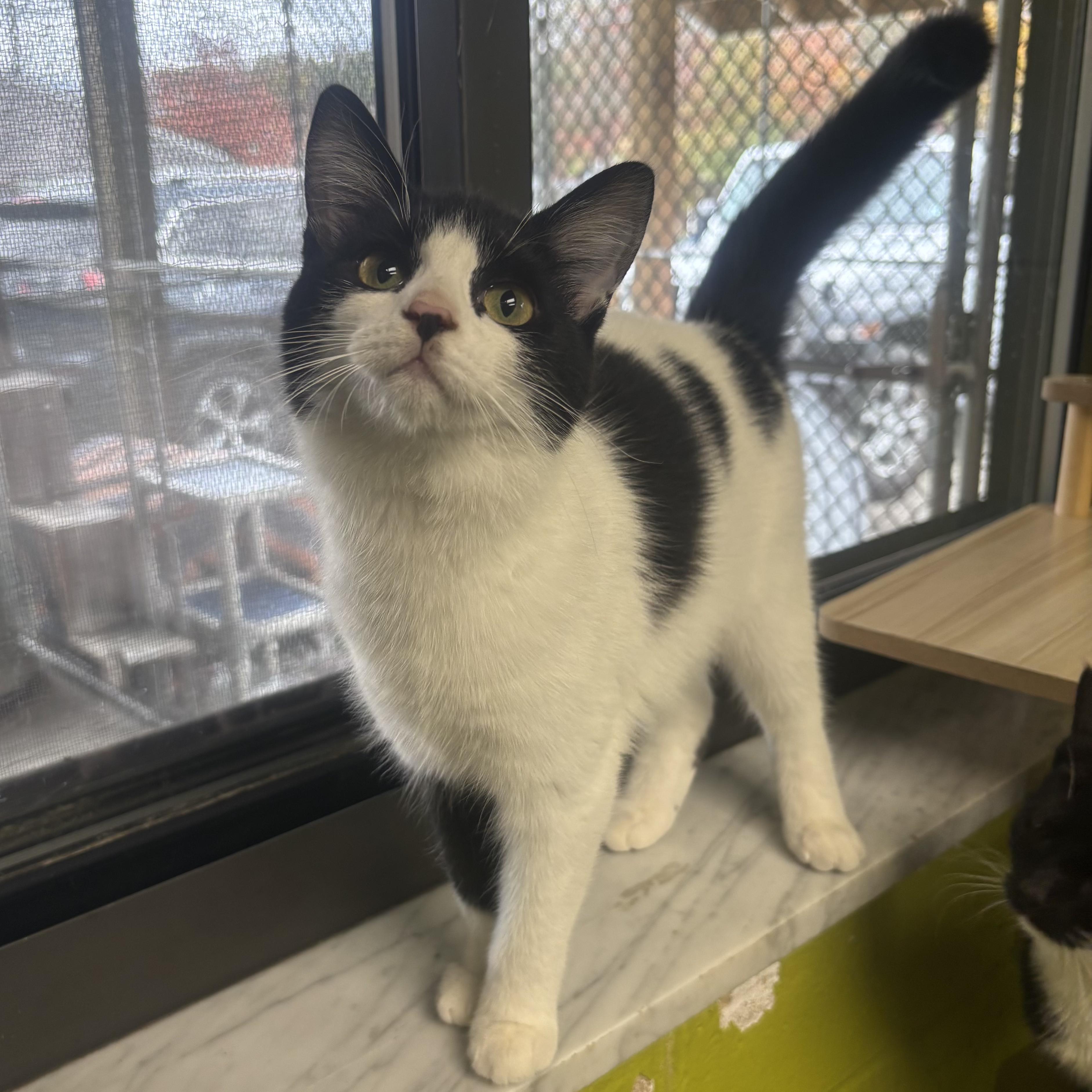 Enlarge Angelica, a Adoptable Domestic Short Hair in Waynesburg, PA image 3/6