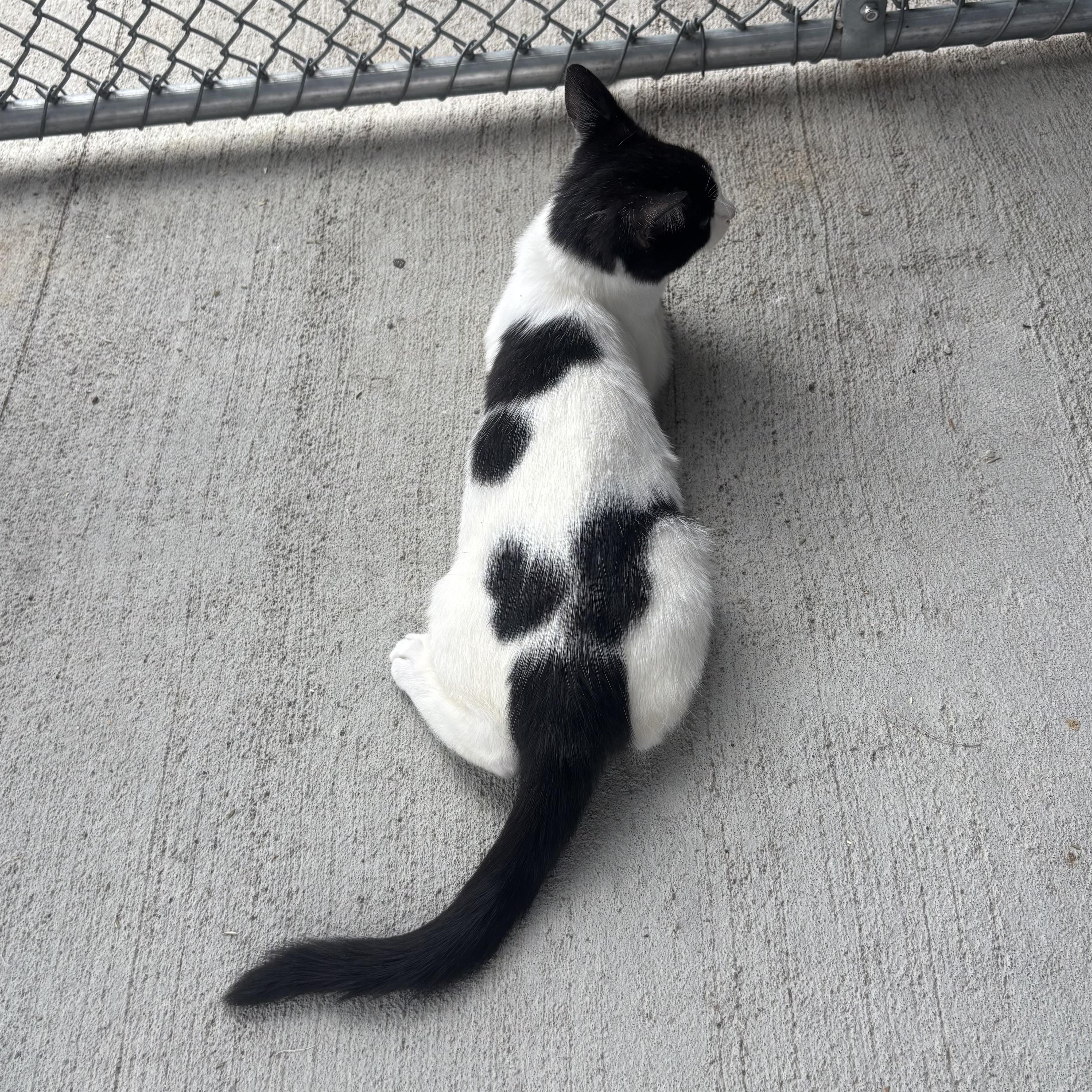 Enlarge Angelica, a Adoptable Domestic Short Hair in Waynesburg, PA image 5/6