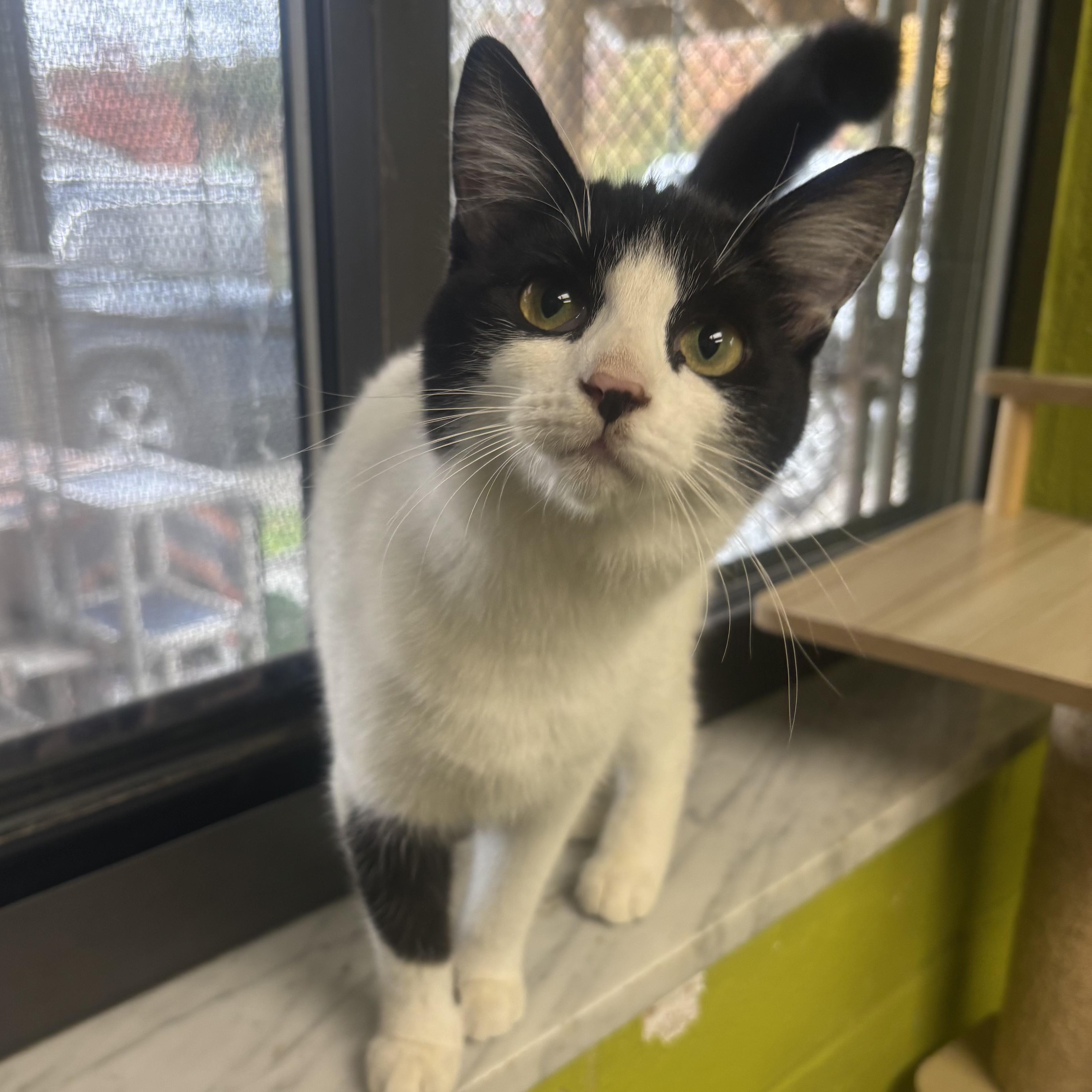 Angelica, Adoptable, Young Female Domestic Short Hair.