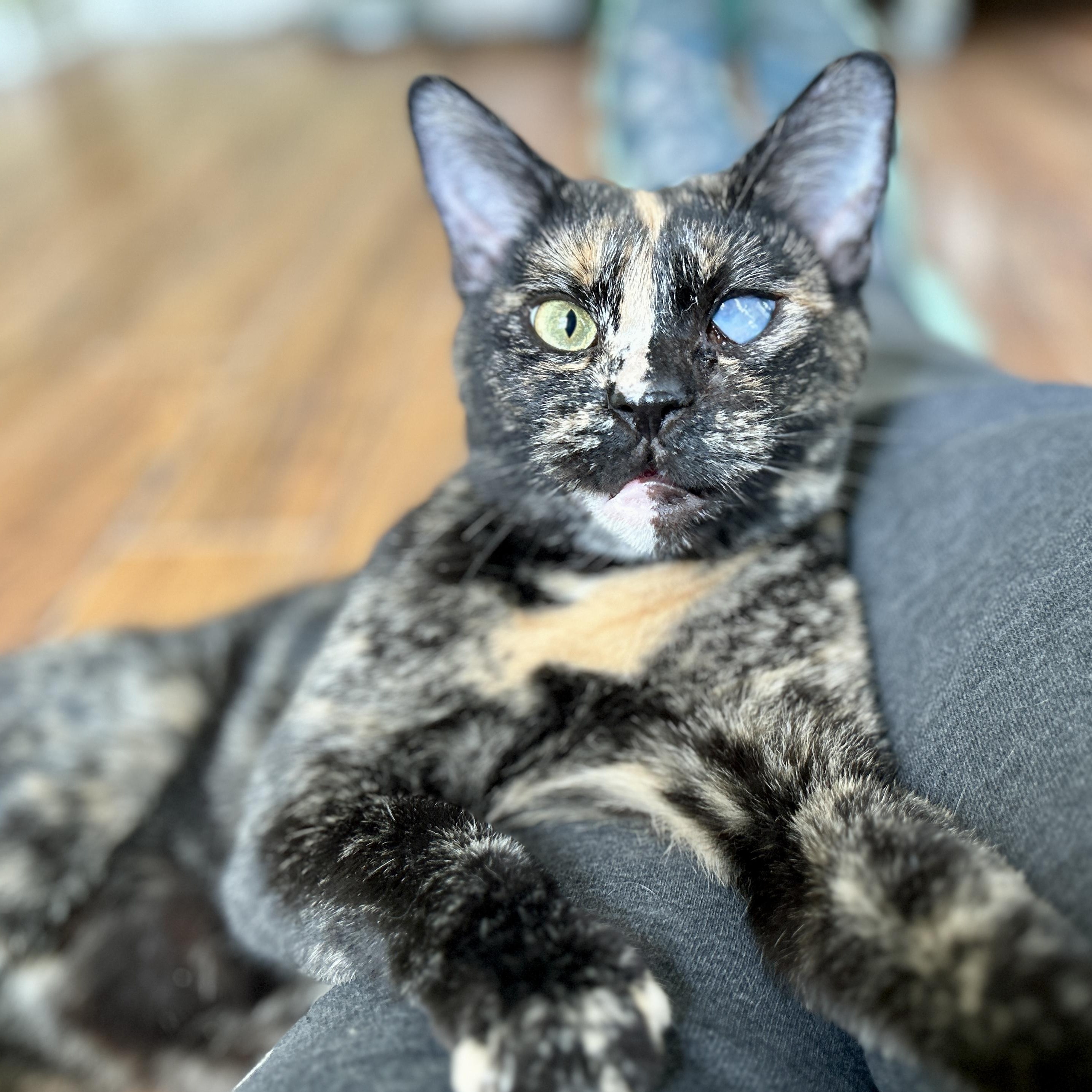 Cricket, ADOPTABLE, Adult Female Domestic Short Hair.