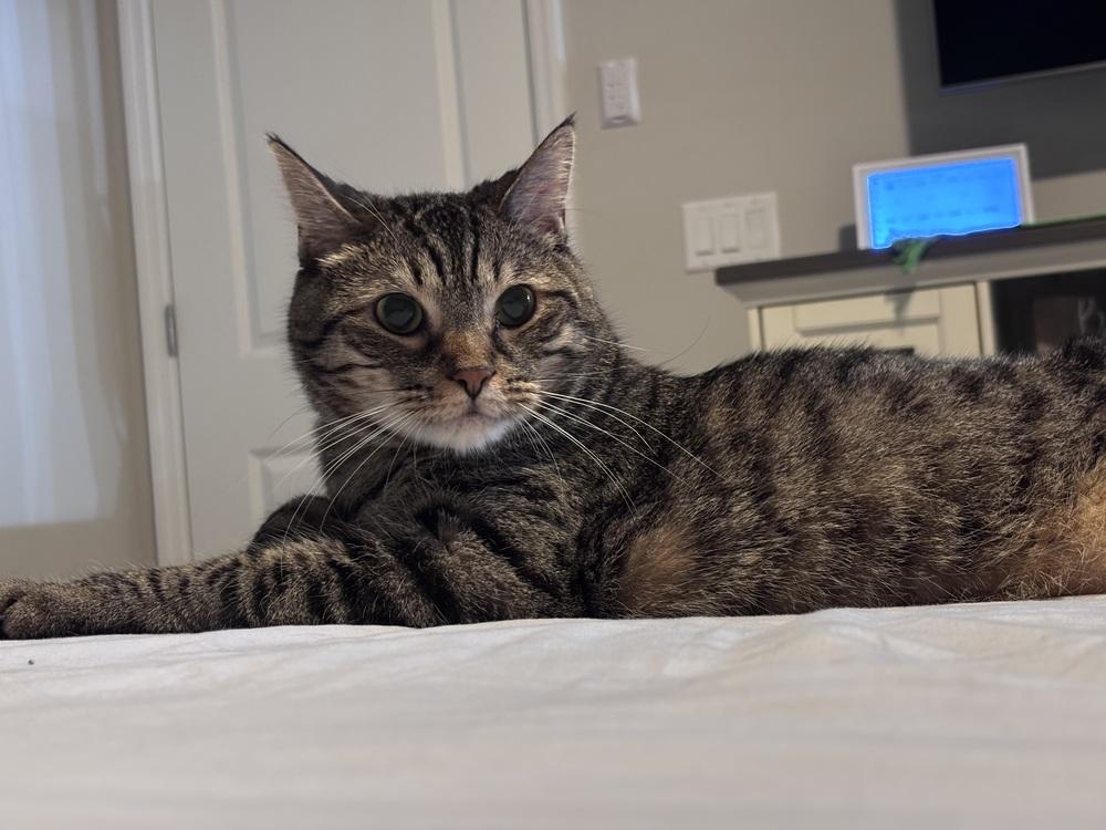 Neziko, Adoptable, Adult Male Domestic Short Hair & Tabby.