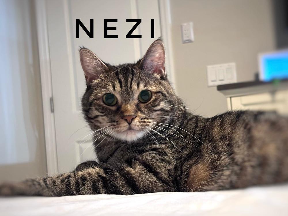 Enlarge Neziko, a Adoptable mixed breed in Deland, FL image 2/4