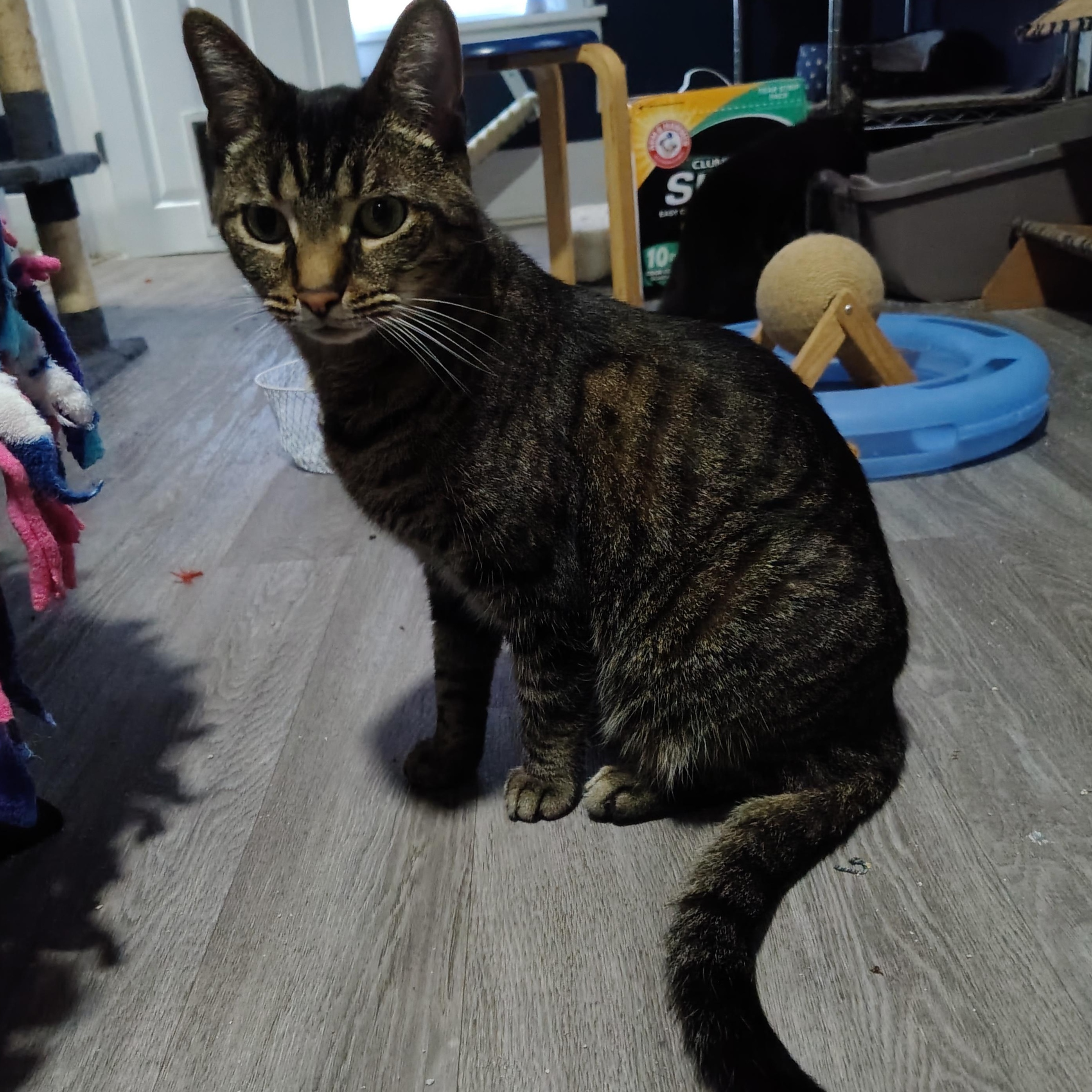 Spartacus, ADOPTABLE, Adult Male Domestic Short Hair.